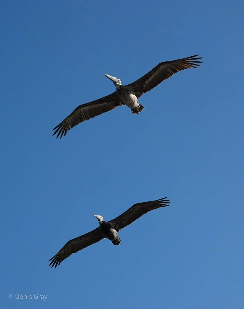 Brown Pelicans, Hopkins, Belize