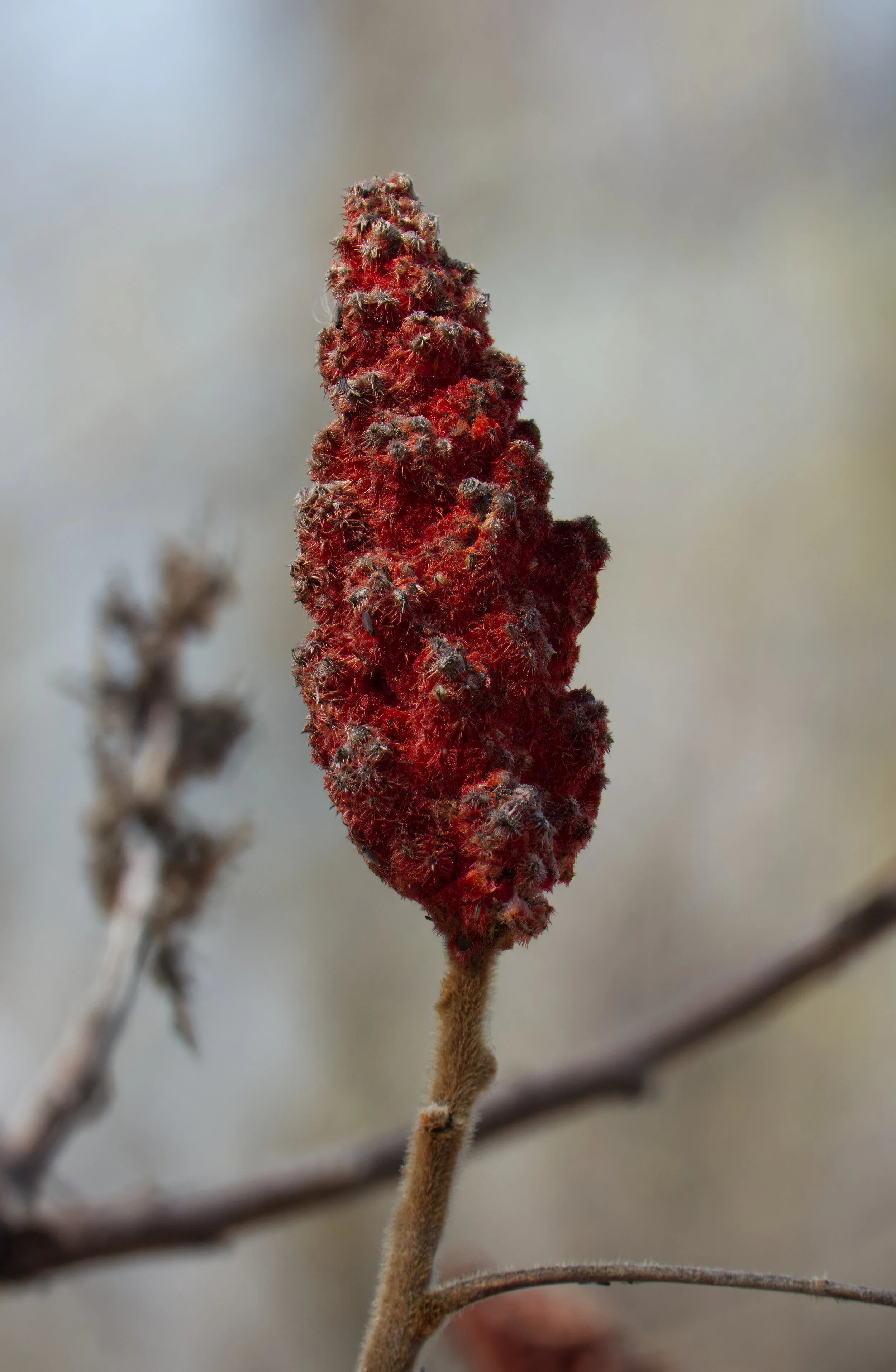 Stagshorn Sumac, Tommy Thompson Park, Toronto
