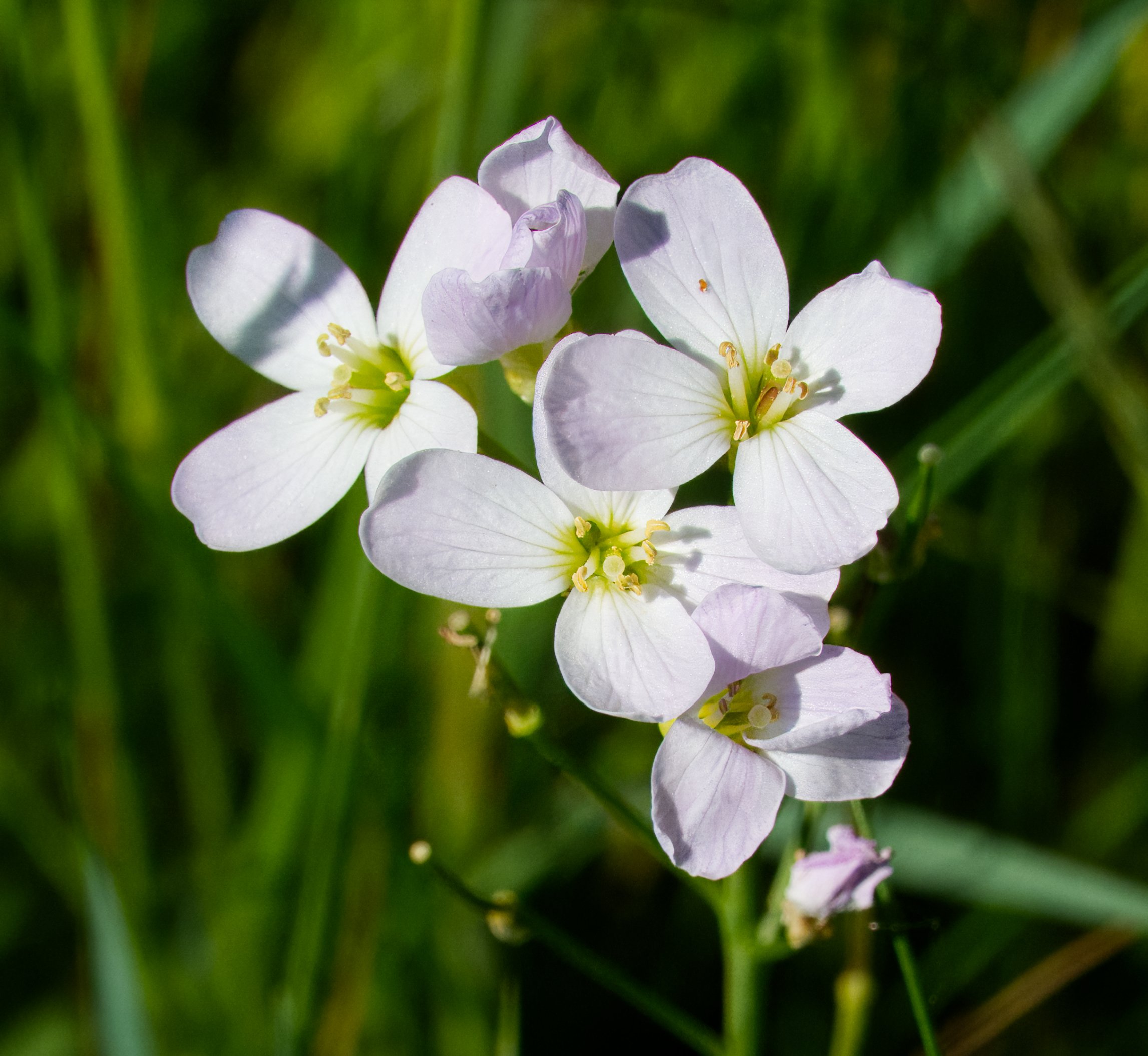 Cardamine pratensis, (Cuckoo Flower), Petitswood, Mullingar, Ireland