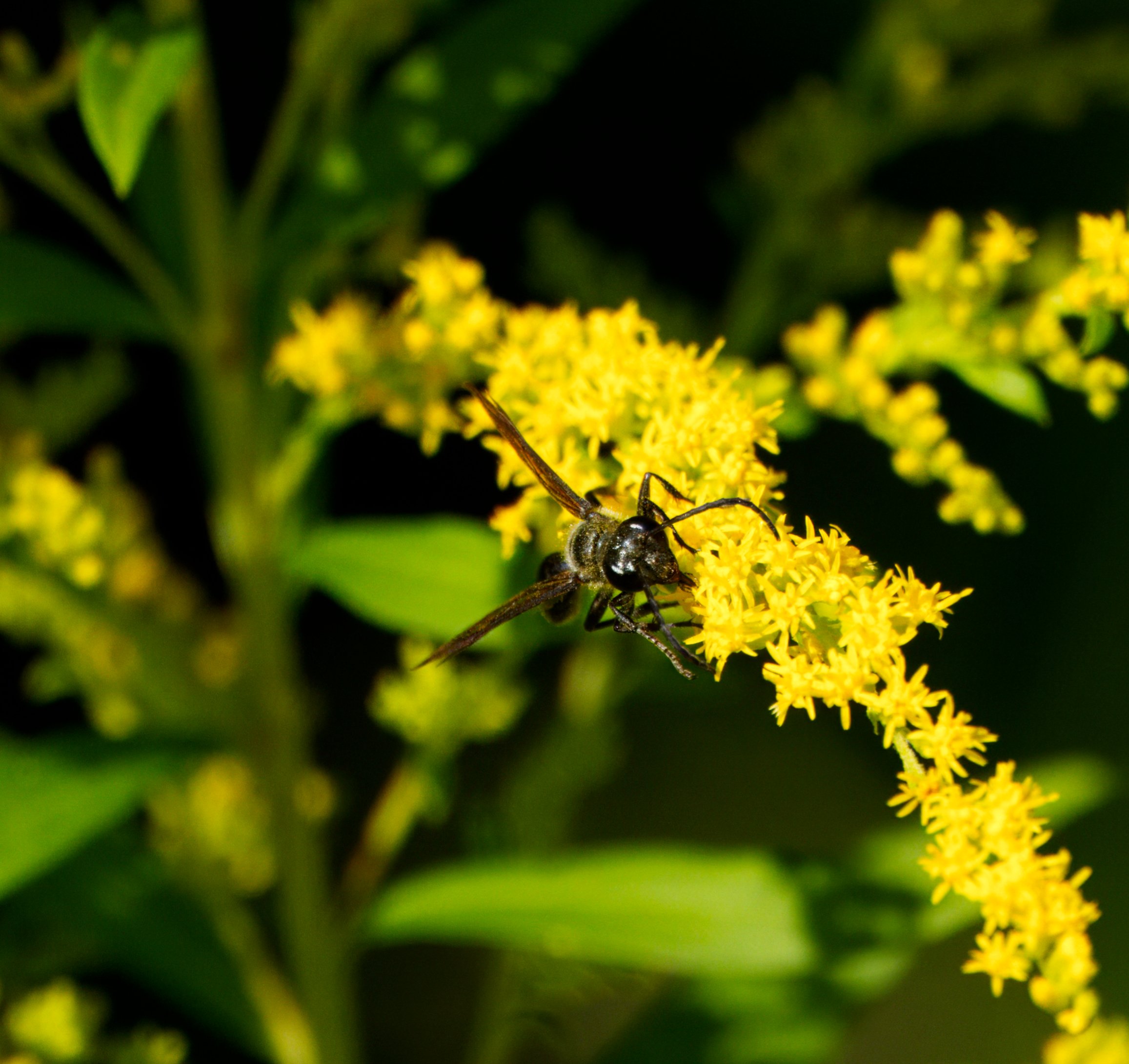 Mexican grass-carrying wasp  on Goldenrod