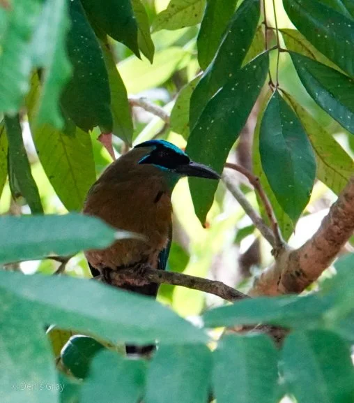 Lesson's Motmot, Belize Botanic Garden, Western Belize