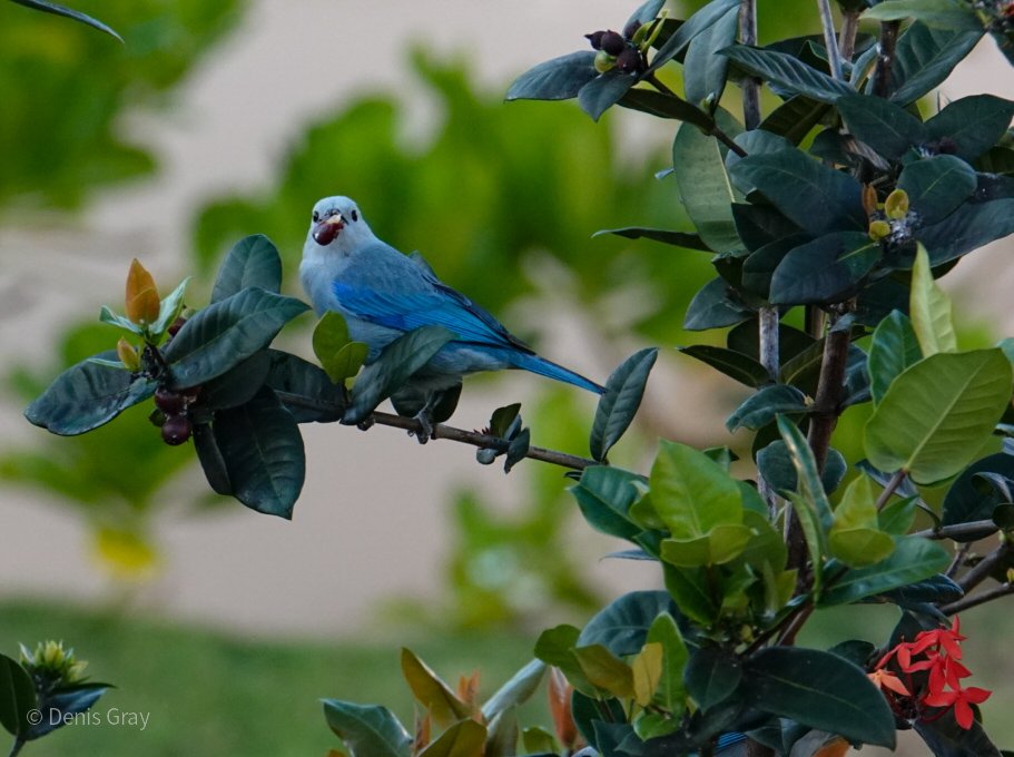 Blue-grey Tanager, Hopkins, Belize