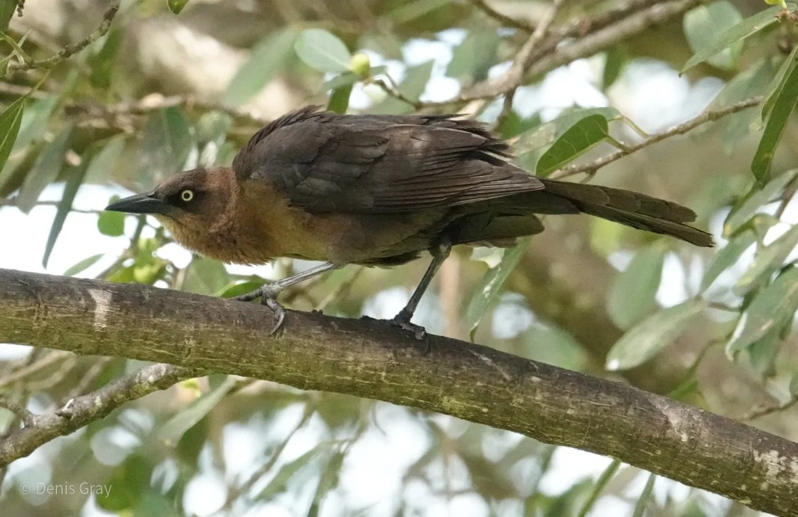 Female Great-tailed Grackle, Belize City, Belize