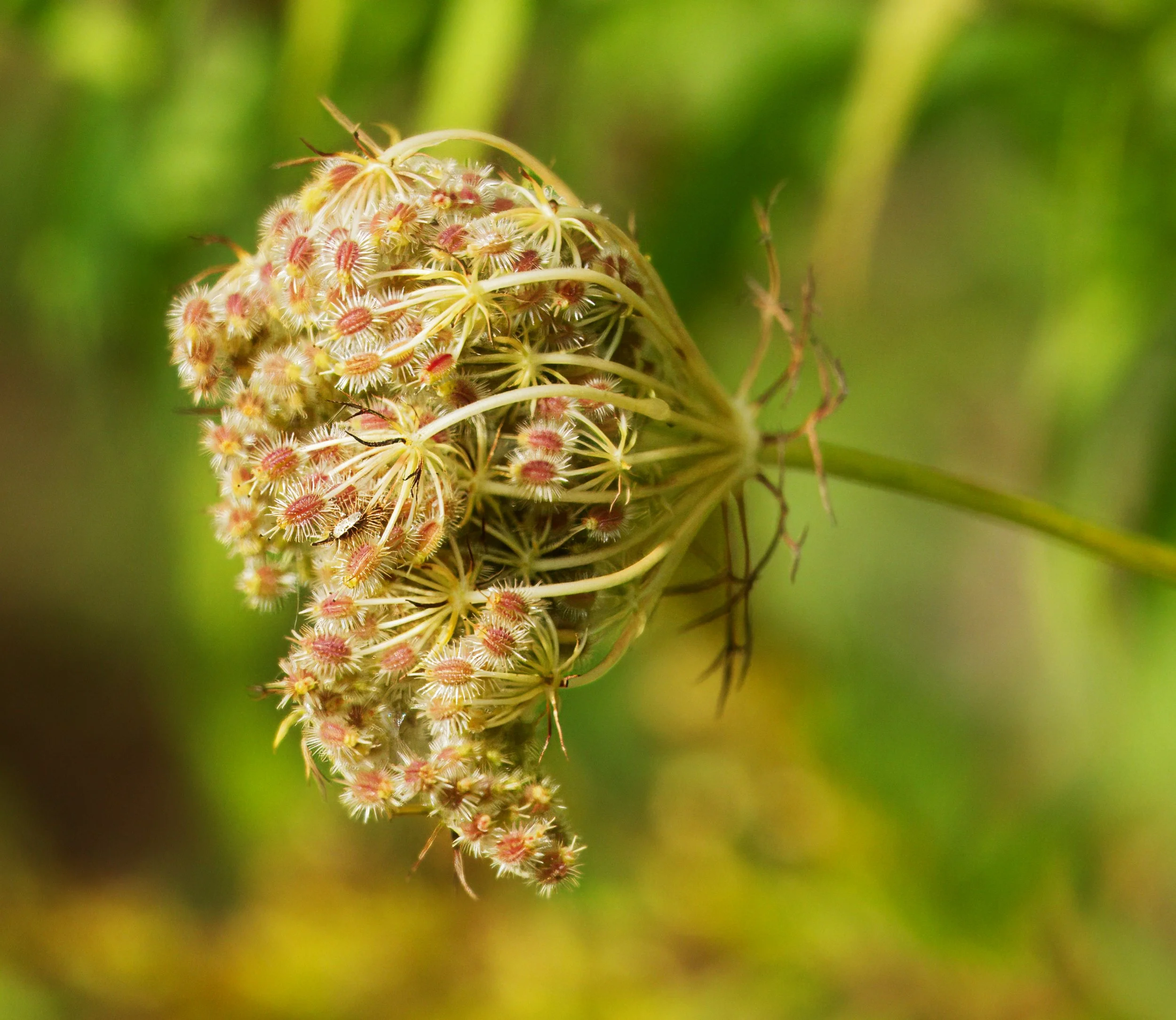 Queen Anne's Lace (Daucus carota) about to set seed