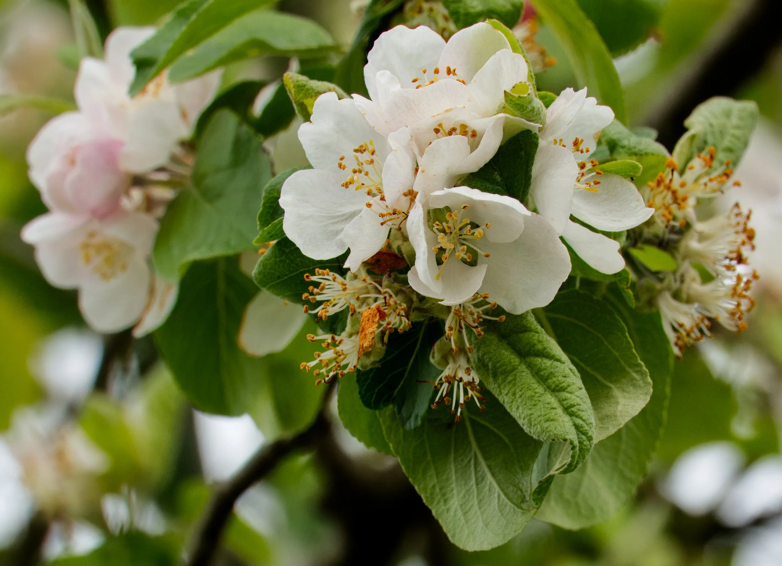 Whitethorn closeup DSC06096.jpg