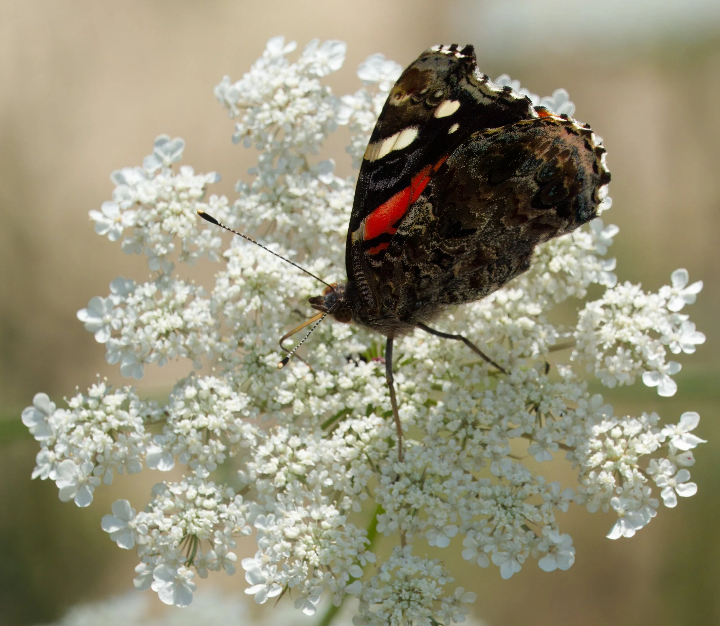 Red Admiral Butterfly on Queen Anne's Lace