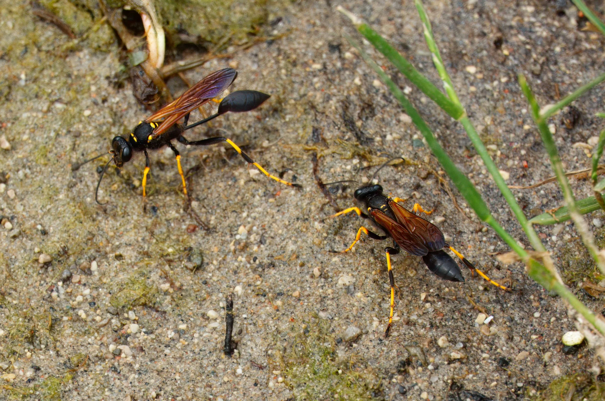 Yellow-legged Mud Daubers