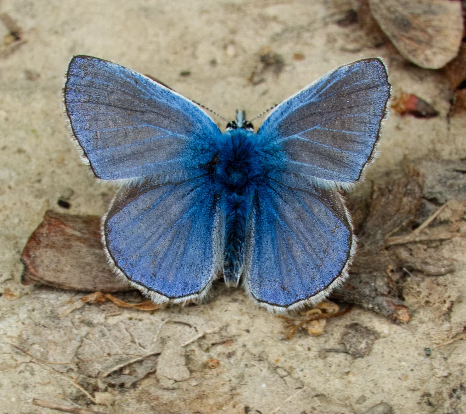 Common Blue Butterfly (male), Vale of Avoca, Toronto