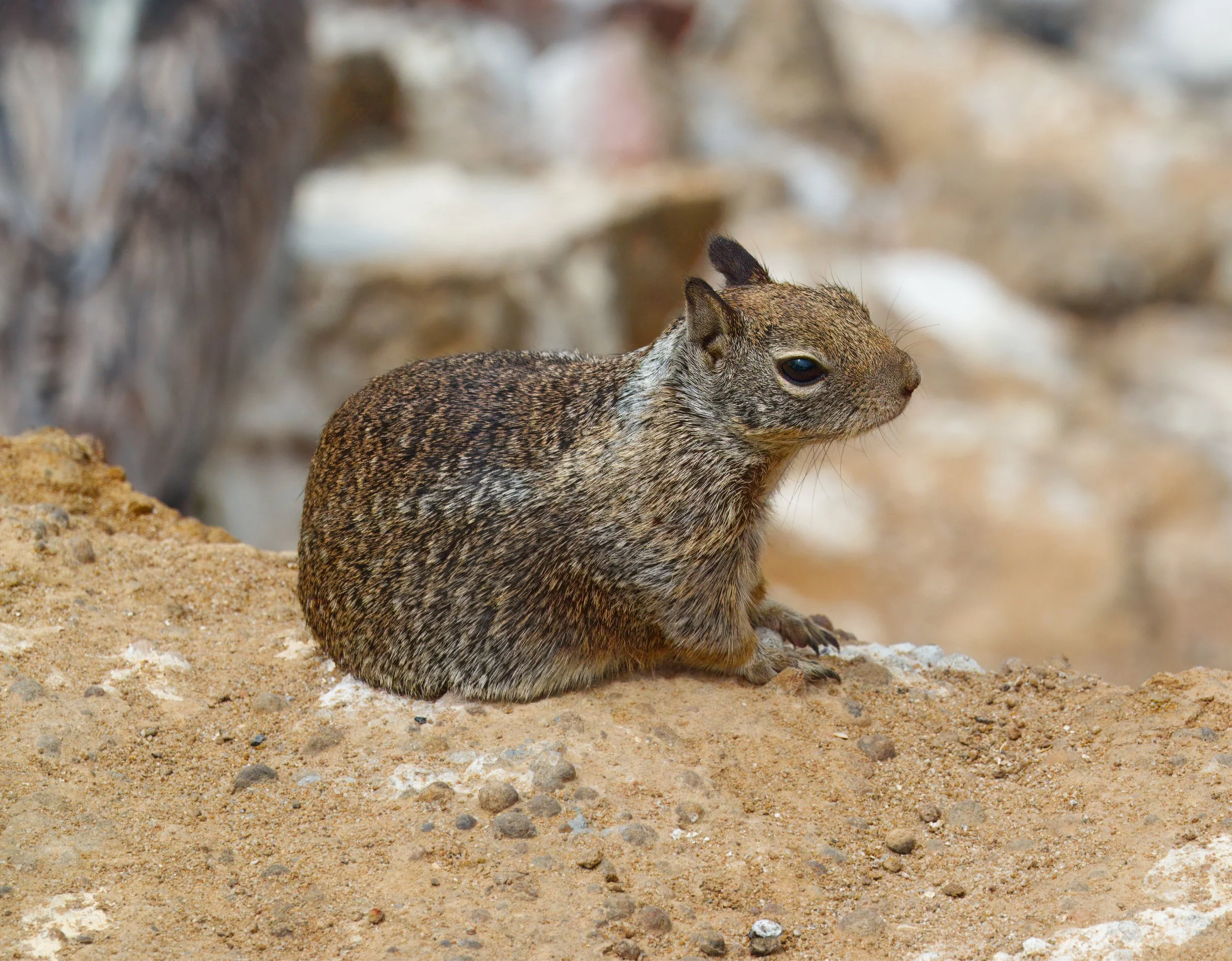Juvenile California ground squirrel, La Jolla, Southern California