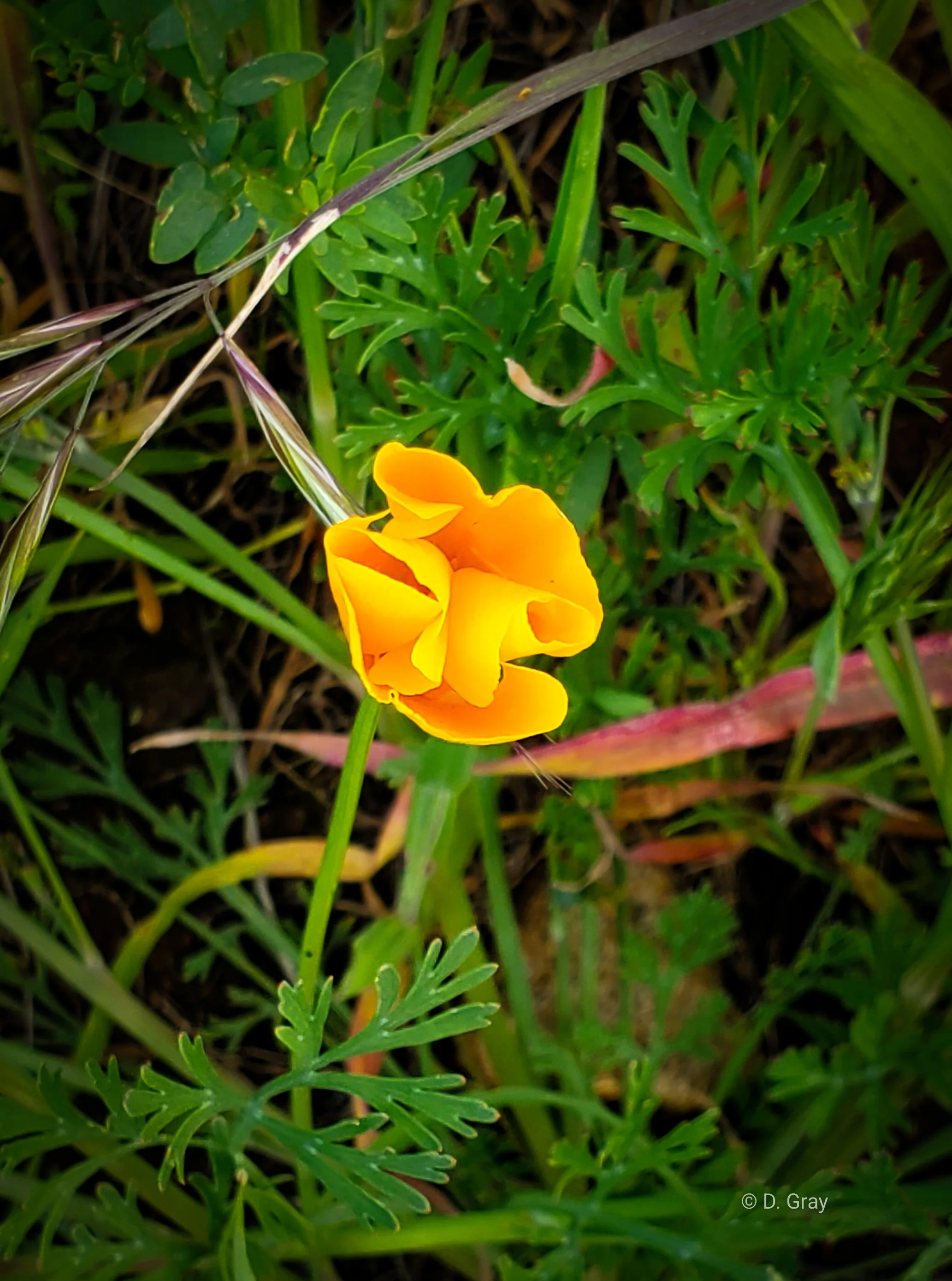 California Poppy