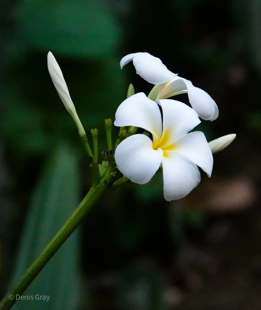 Frangipani (Plumeria), Western Belize