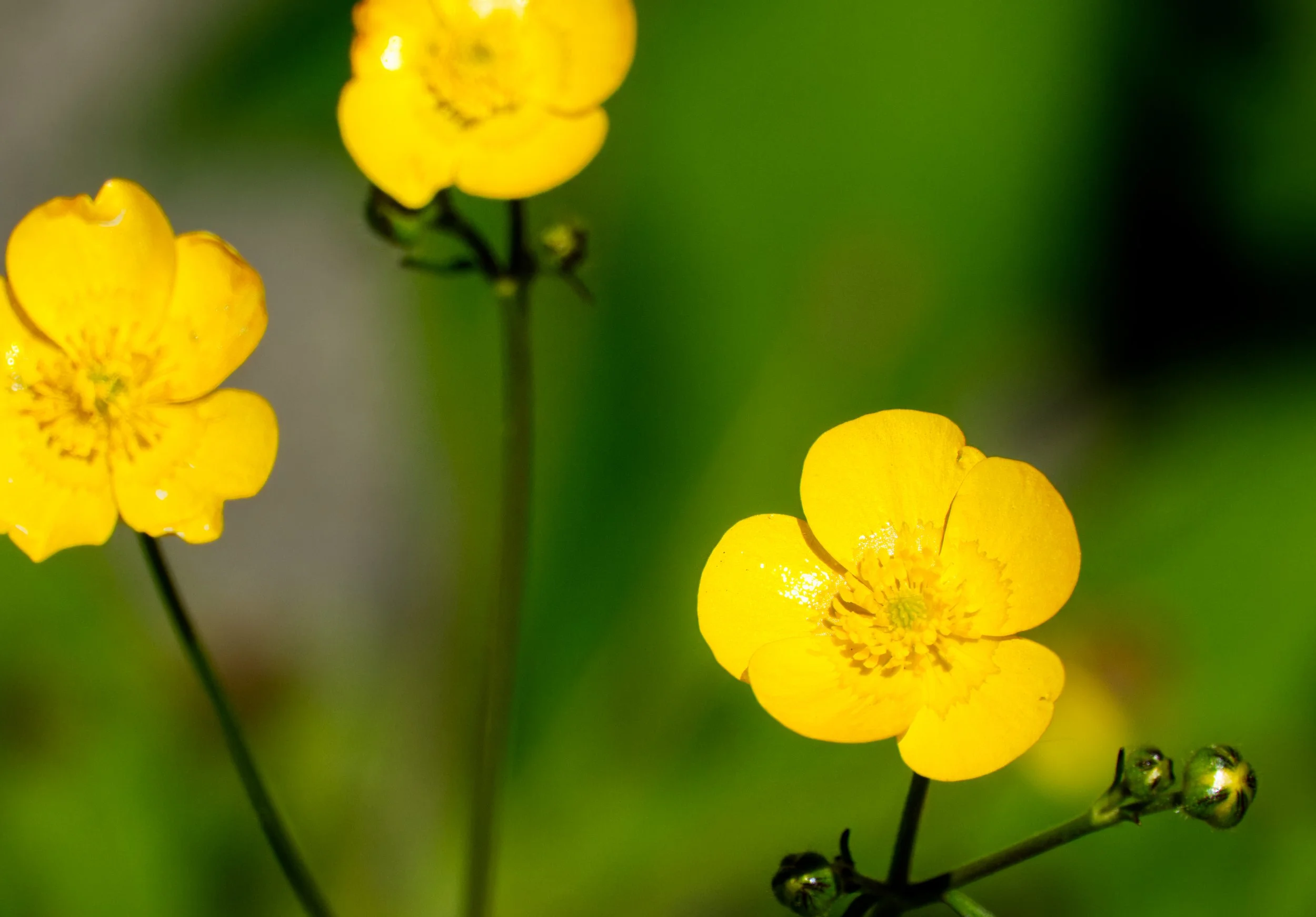 Buttercups, Mullingar, Ireland