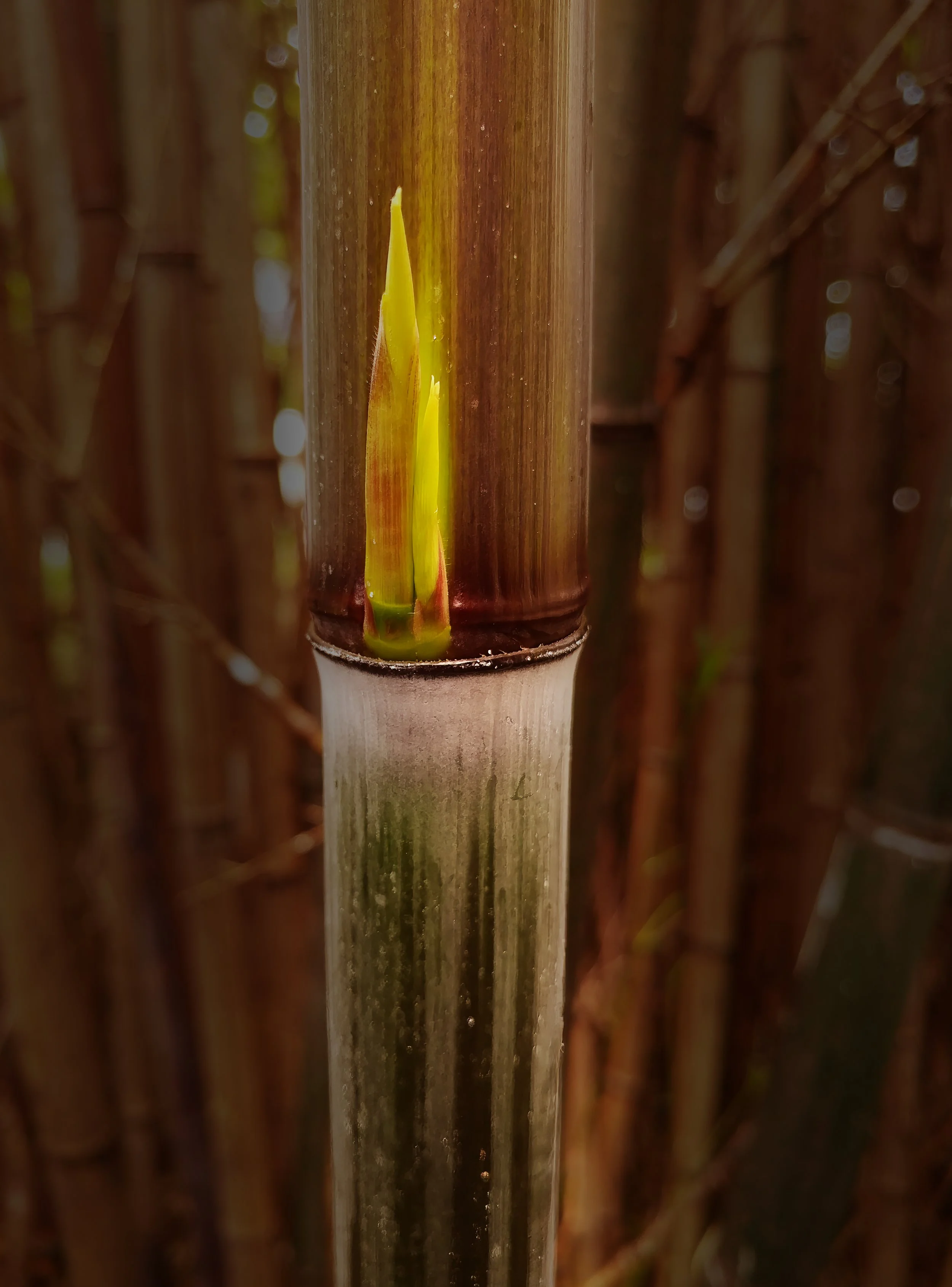 Phyllostachys aurea, culm with a new side shoot 