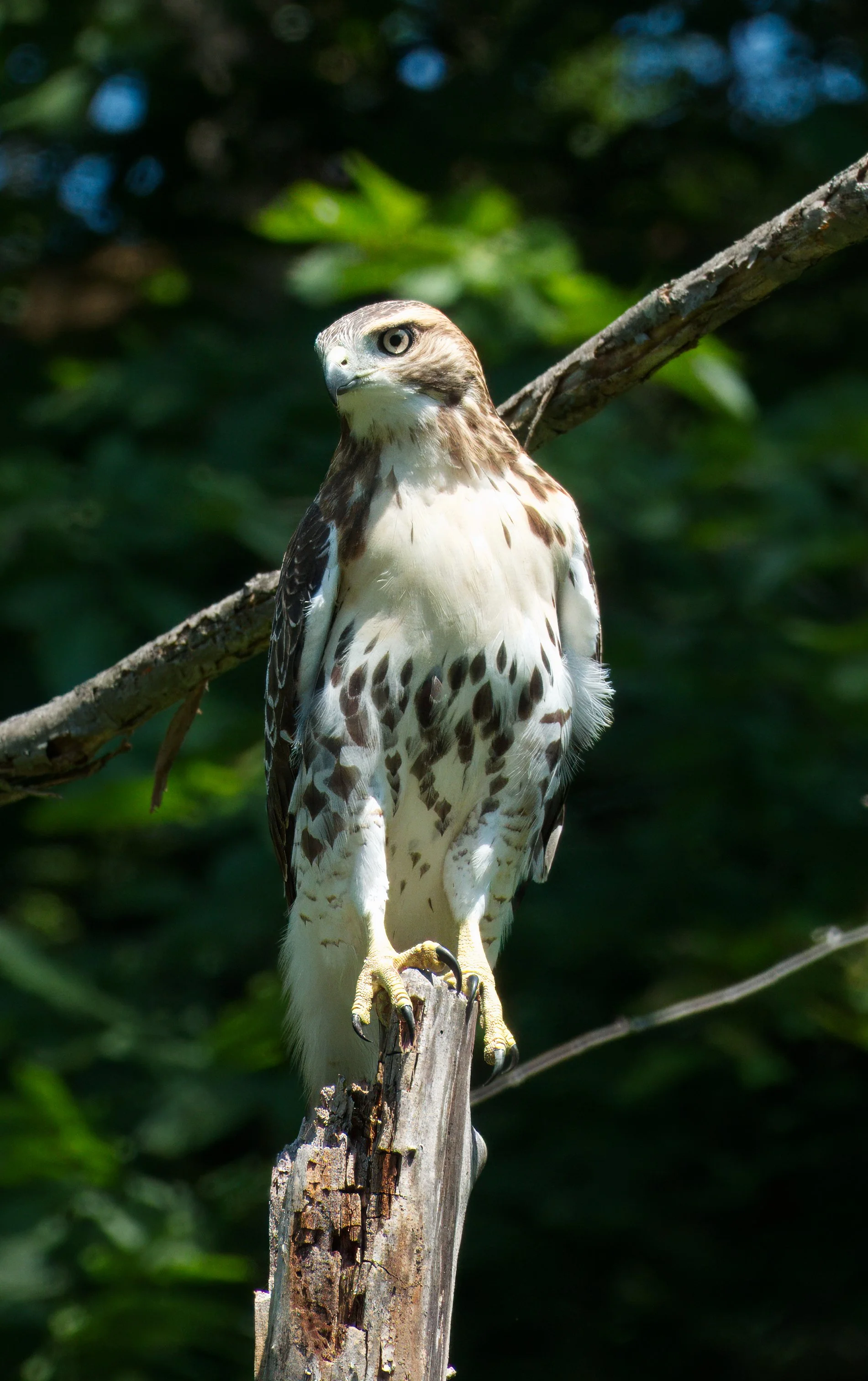 A juvenile male Red-tailed Hawk in the Ravine of the Vale of Avoca, Toronto