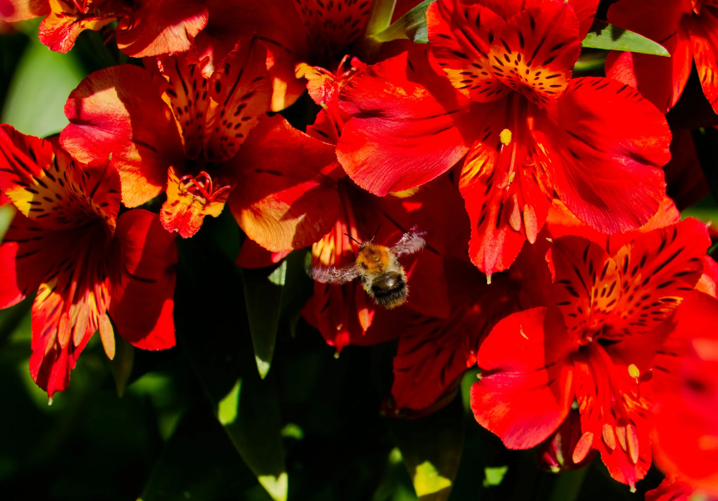 Alstroemeria and a Bee, Obelisk Walk, Blackrock, Dublin