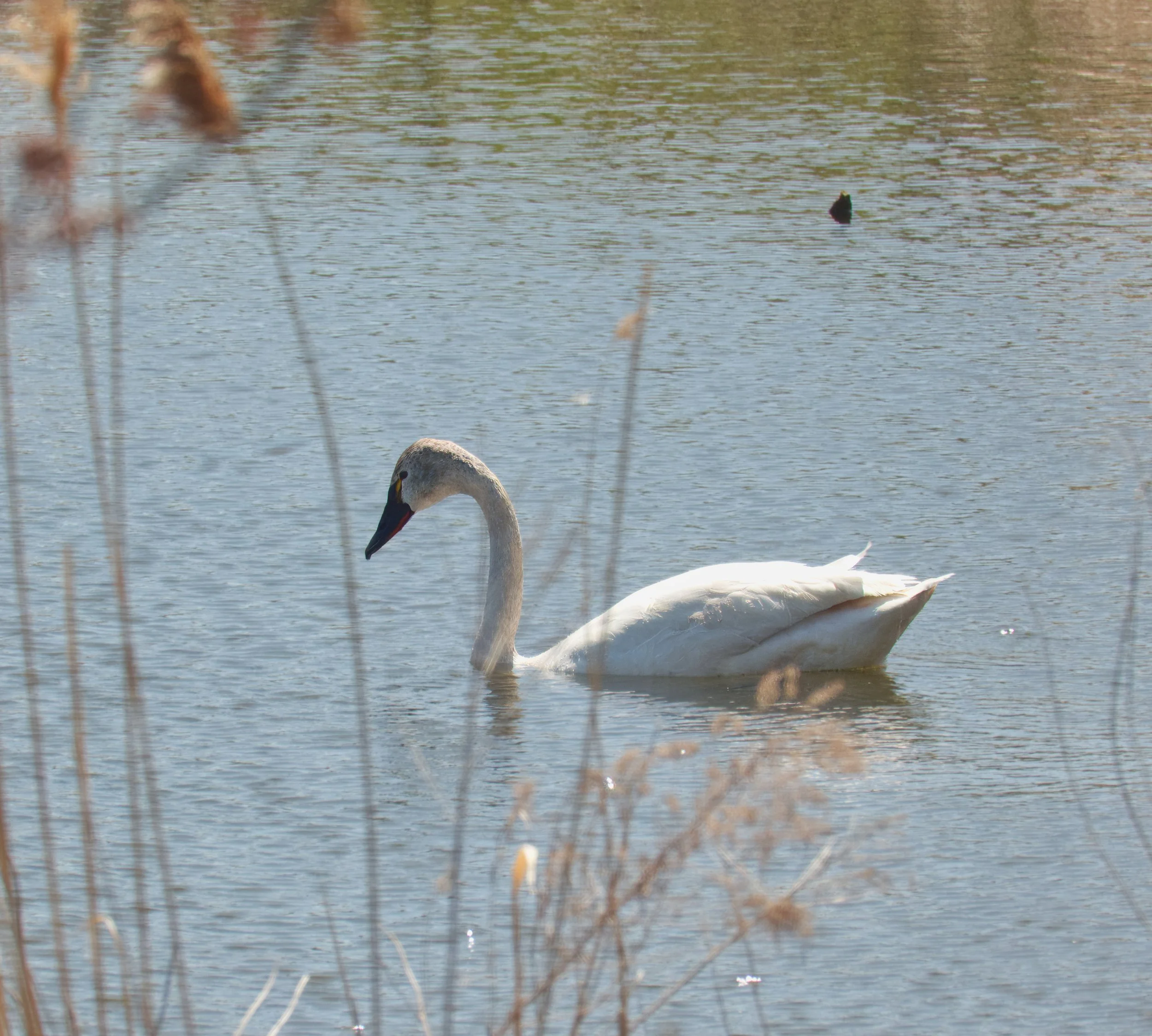 Tundra Swan, Tommy Thompson Park, Toronto