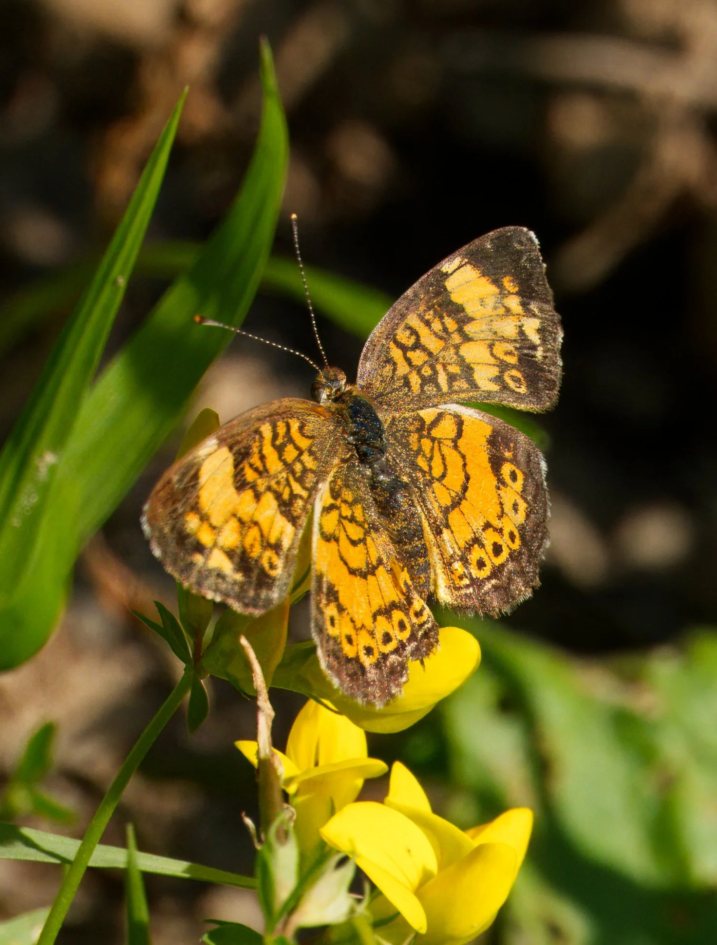 Pearl Crescent Butterfly