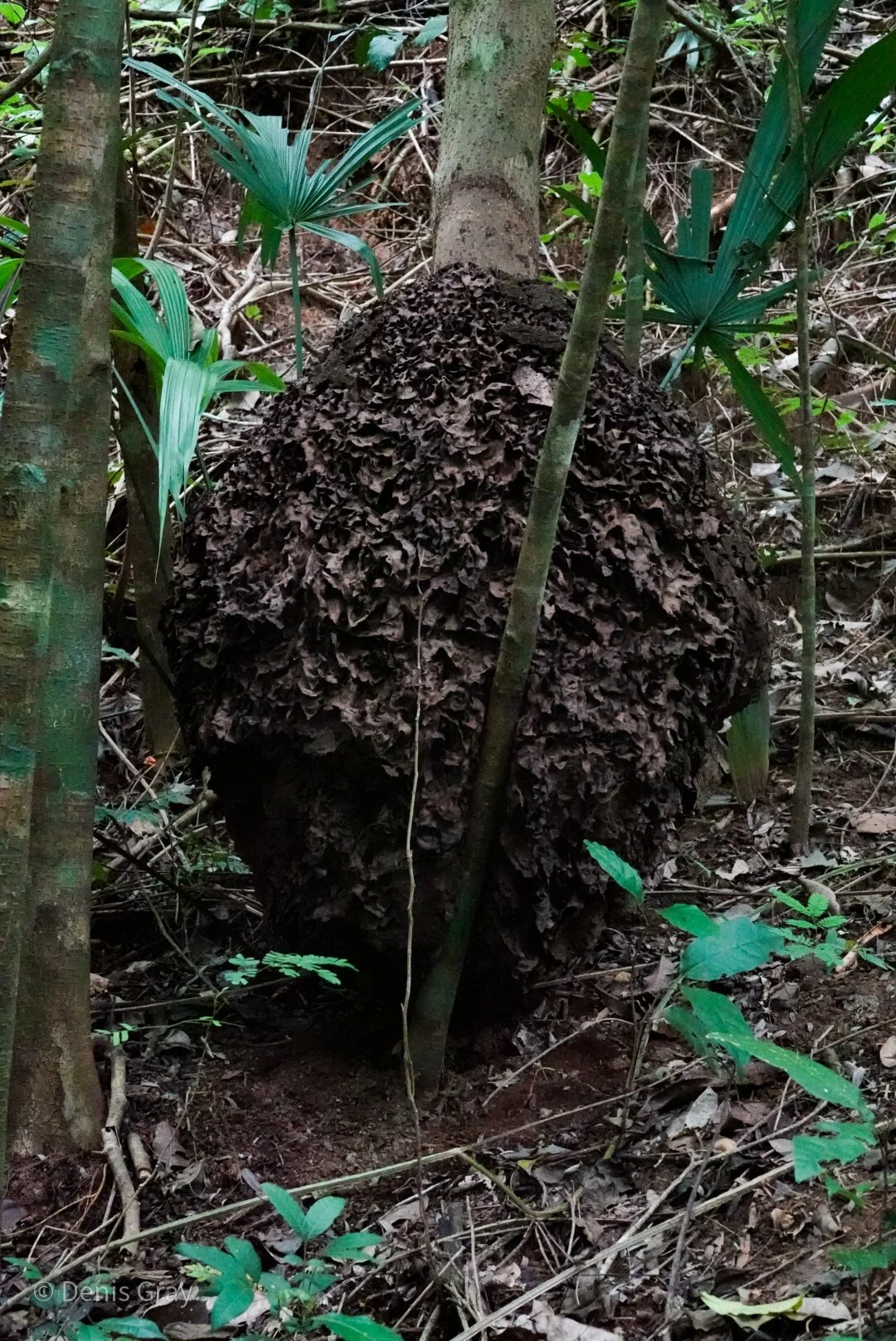 Termite nest built on the trunk of a tree, Western Belize