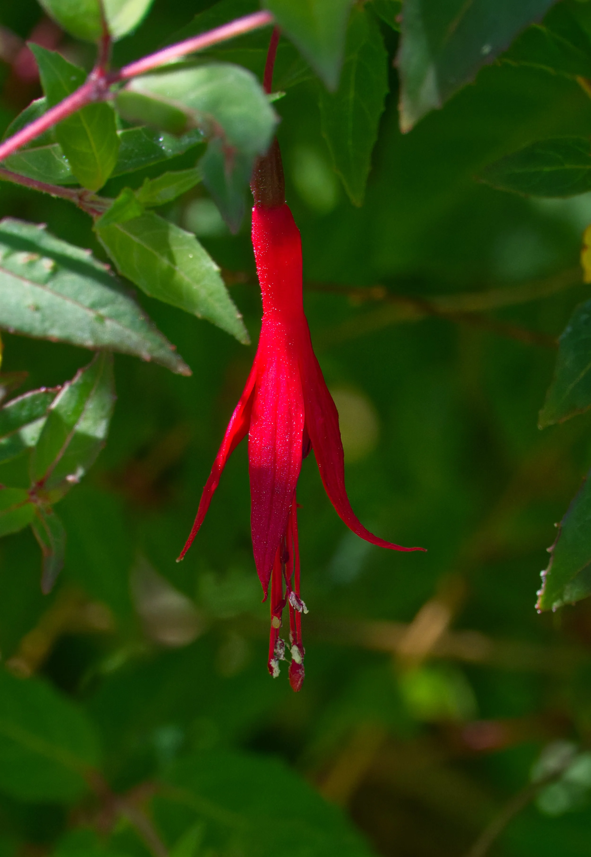 Fuchsia, Obelisk Walk, Blackrock, Dublin, Ireland