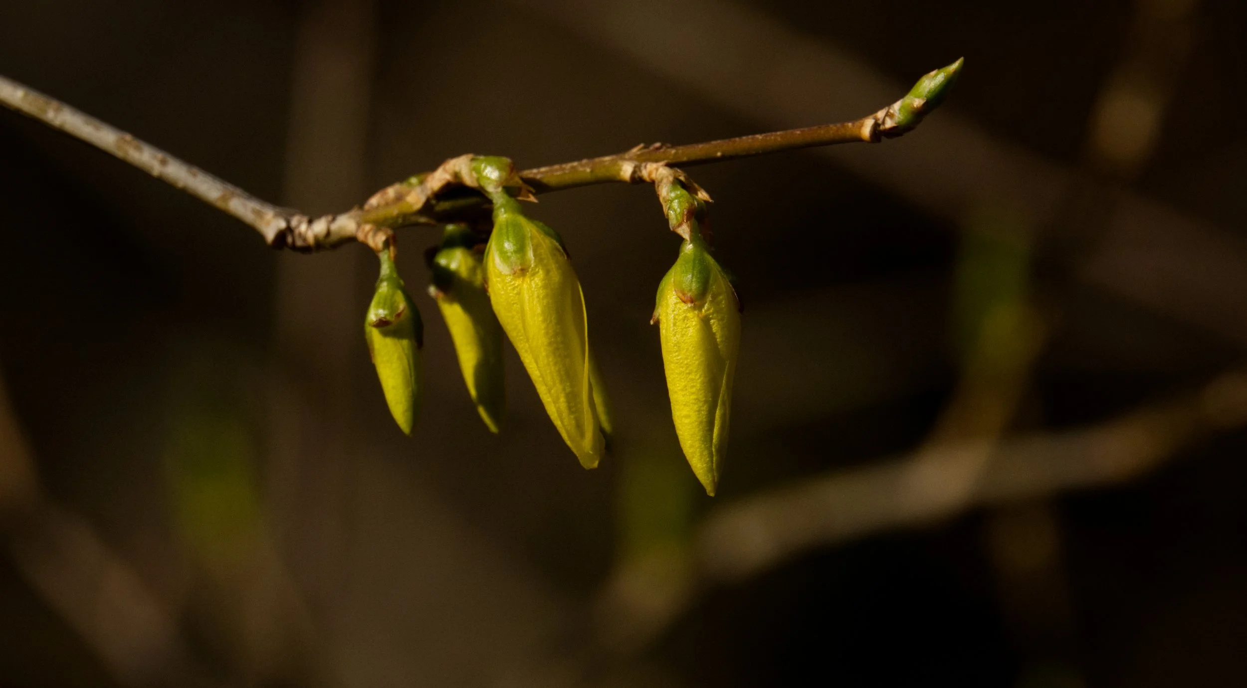 Forsythia, Yellow Creek Ravine, Toronto
