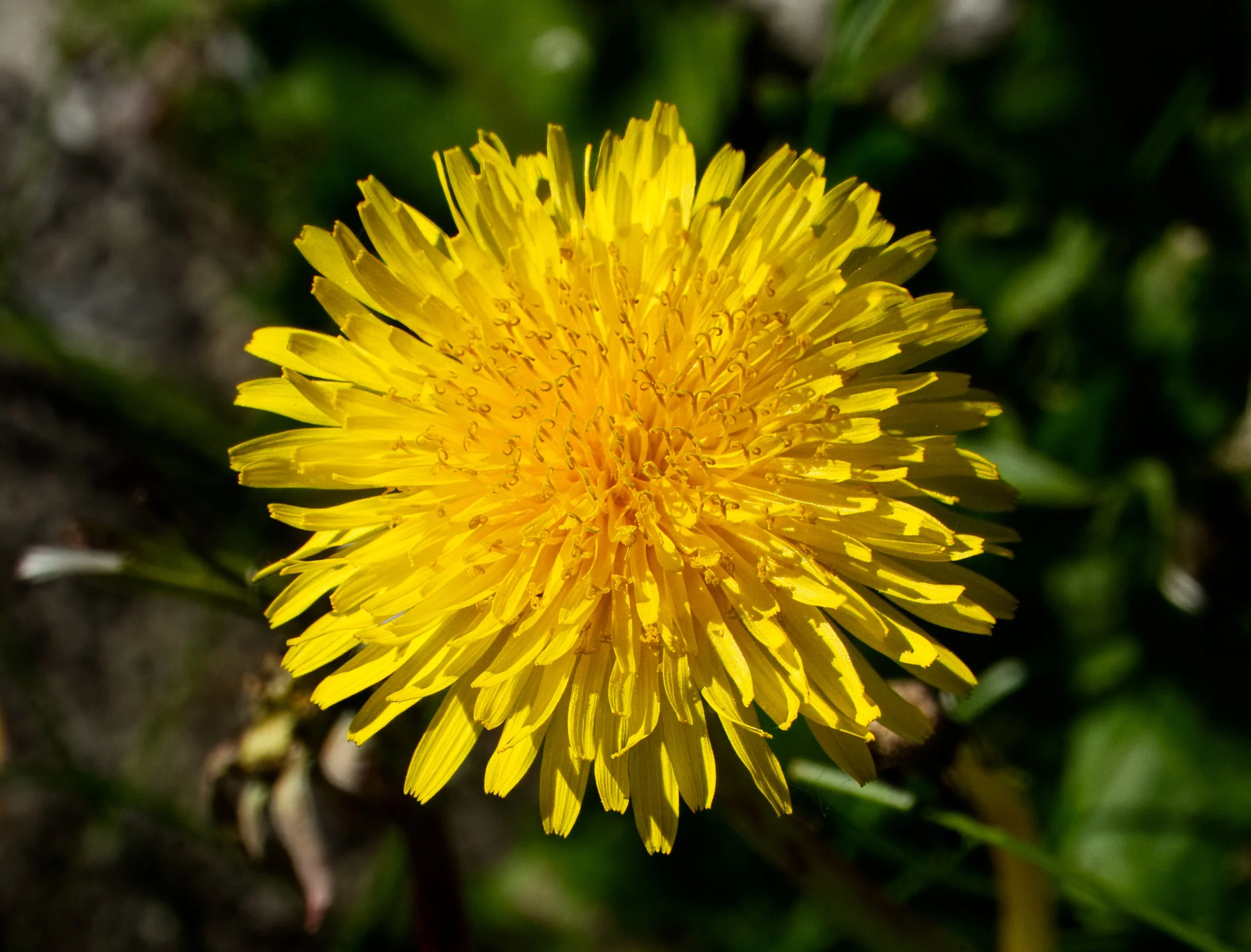 Dandelion, Petitswood, Mullingar, Ireland