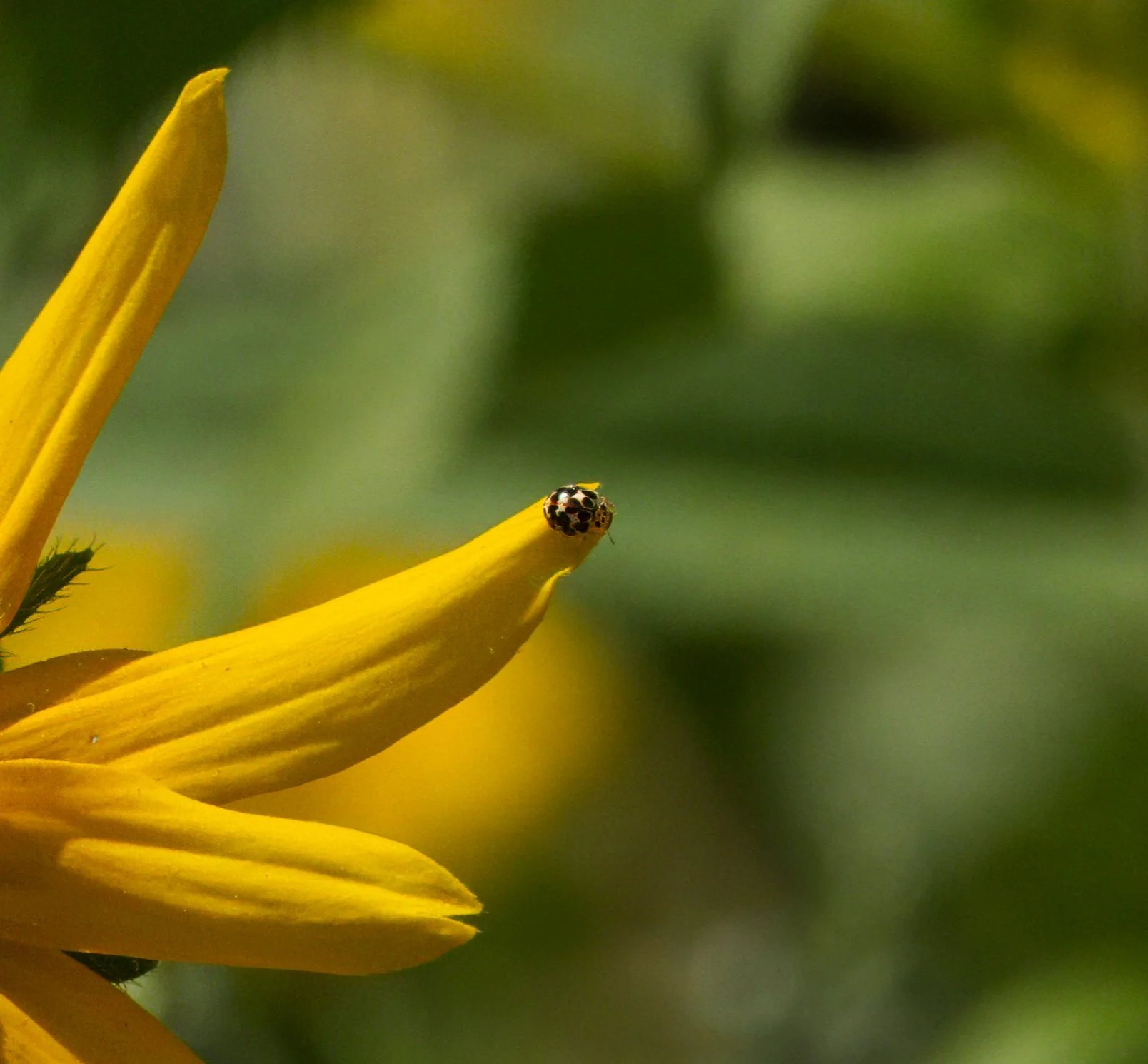 Twenty-spotted Lady Beetle