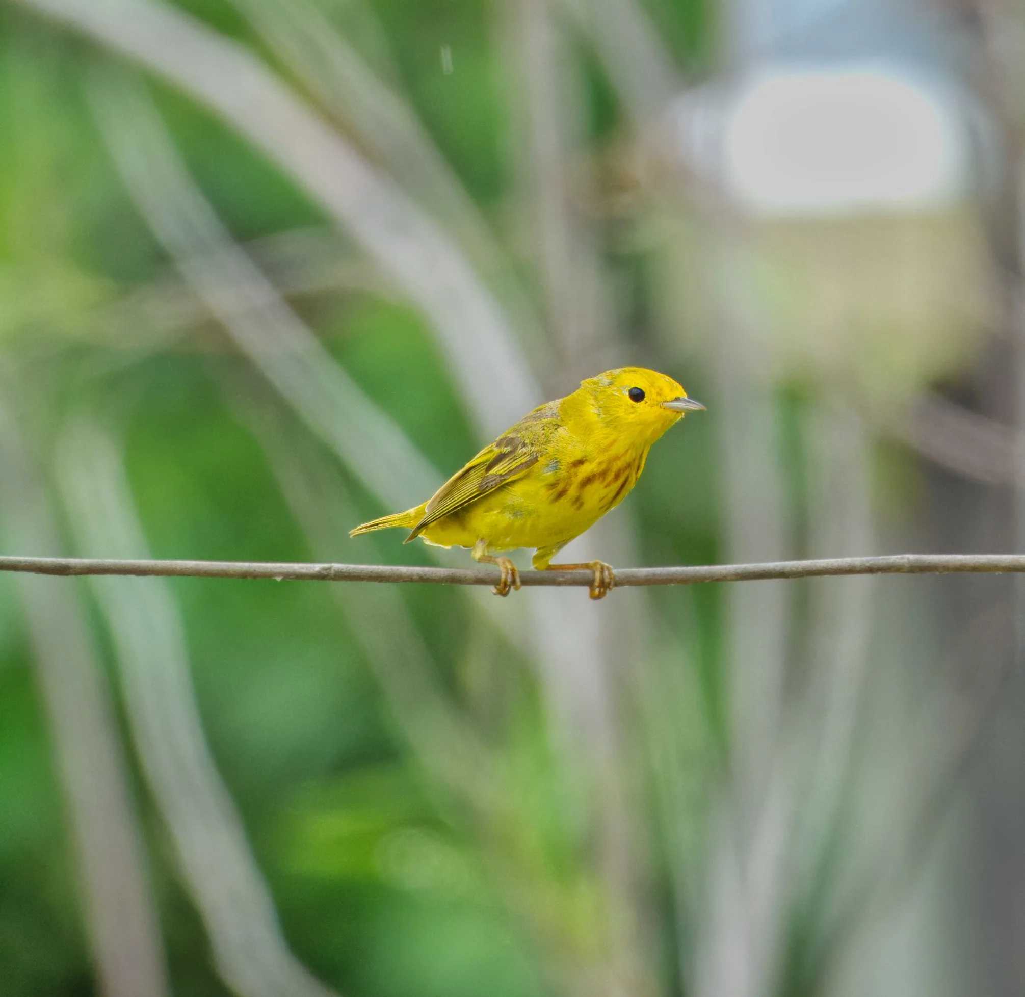 Yellow Warbler Hopkins DSC04362.jpg