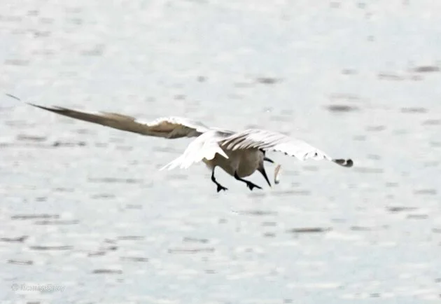 Sandwich Tern off Hopkins, Belize