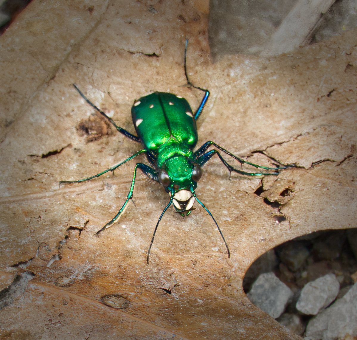 Six-spotted Tiger Beetle, Vale of Avoca, Toronto