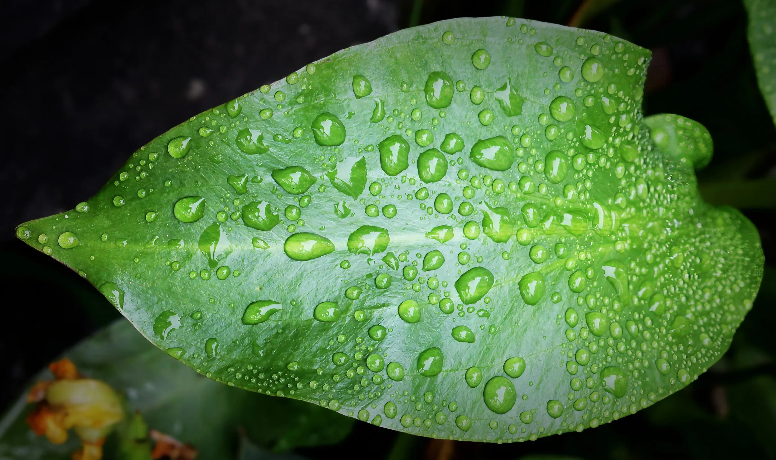 Arrowhead plant (Sagittaria)