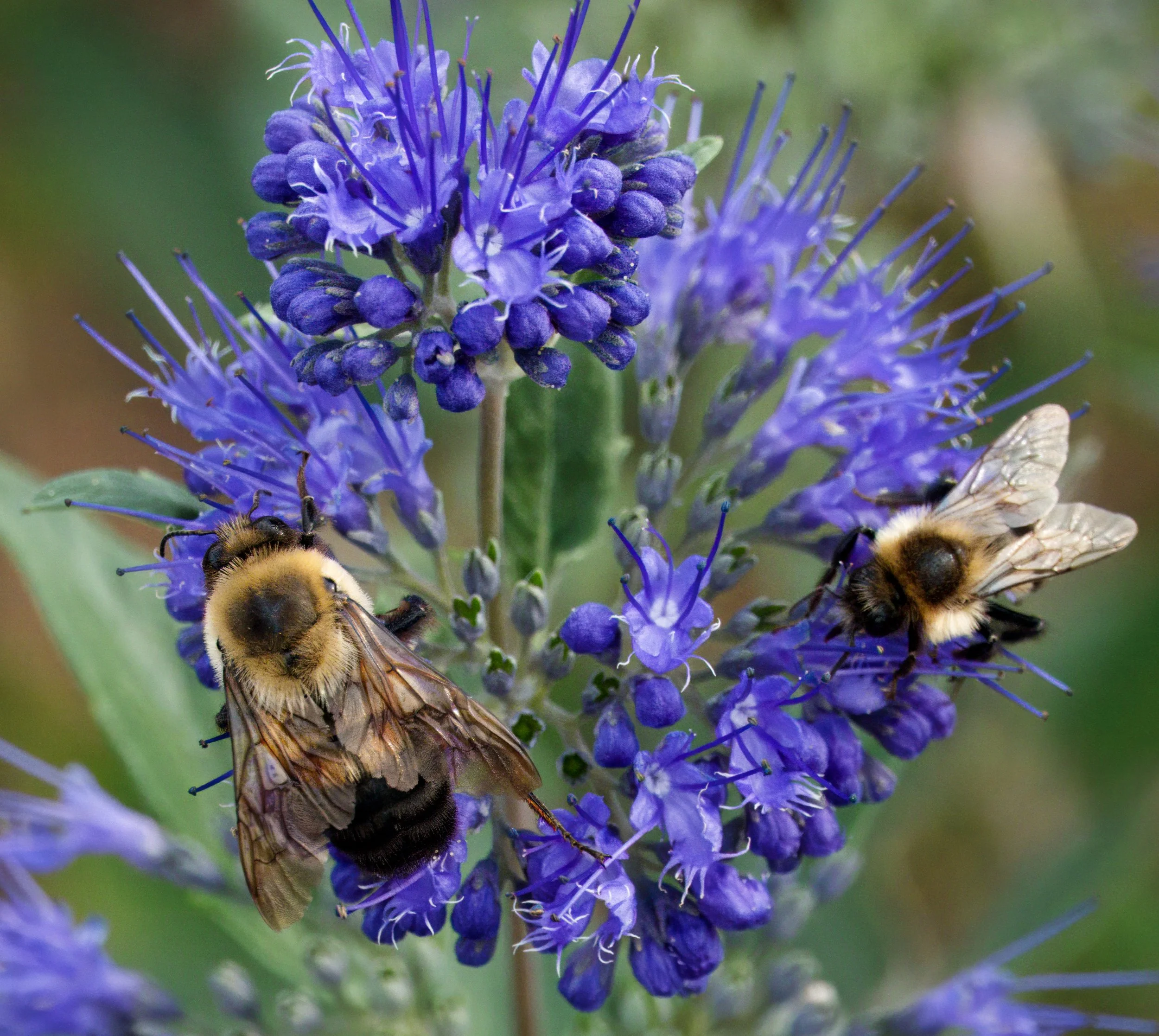 Common Carder Bumblebee (right) and Brown-belted Bumblebee