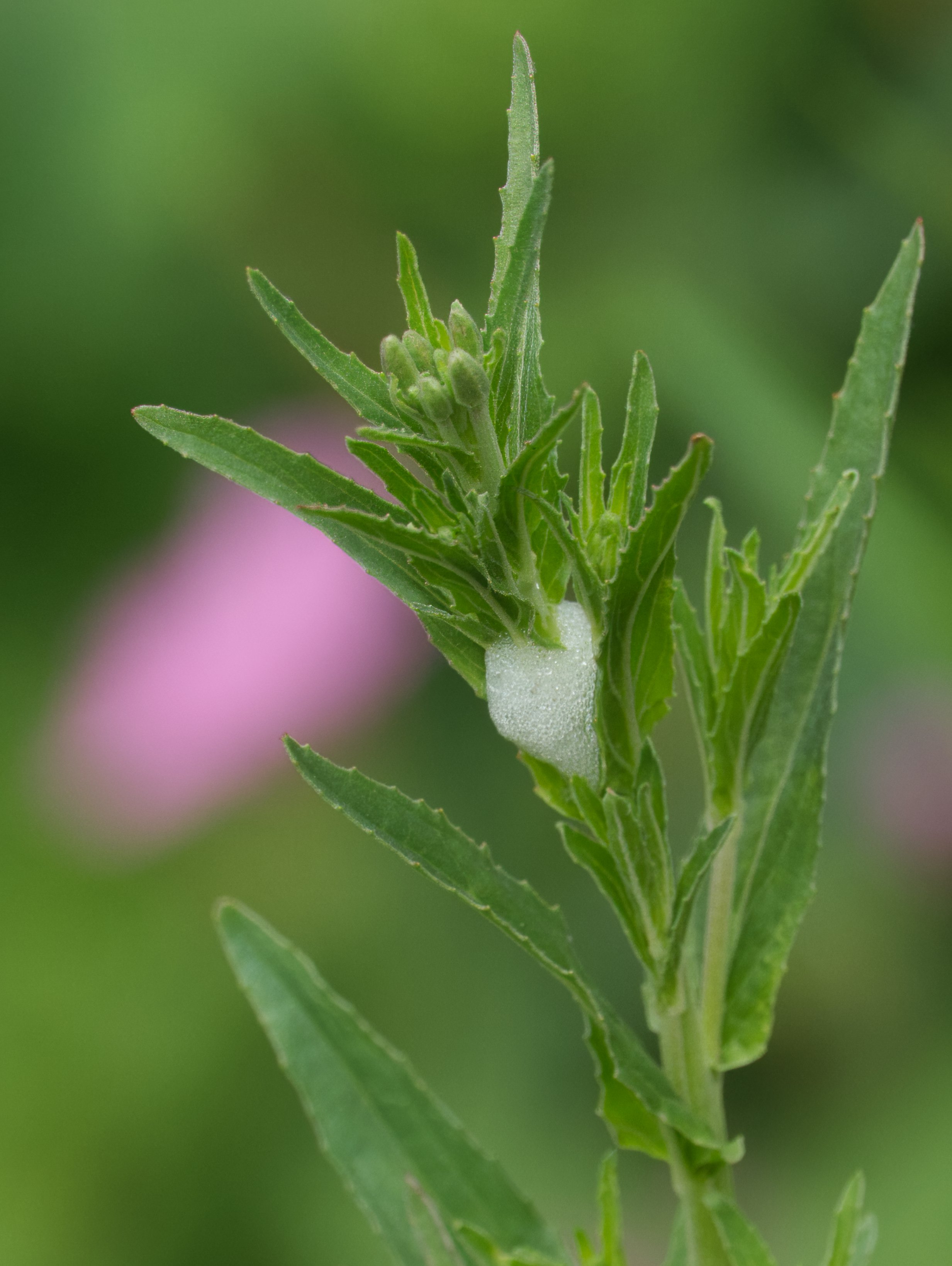 Spittlebug, Koog aan de Zaan, Nederland