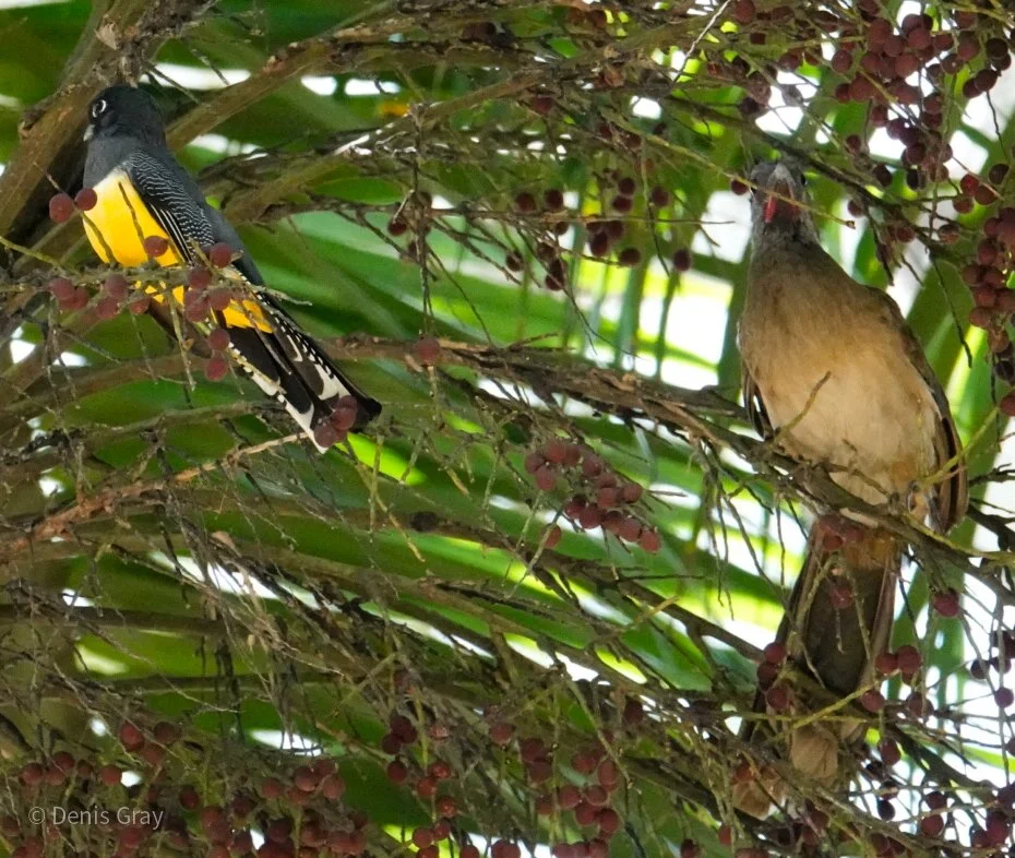 Gartered Trogon and a Rufous-vented Chachalaca, Belize Botanic Garden, Western Belize