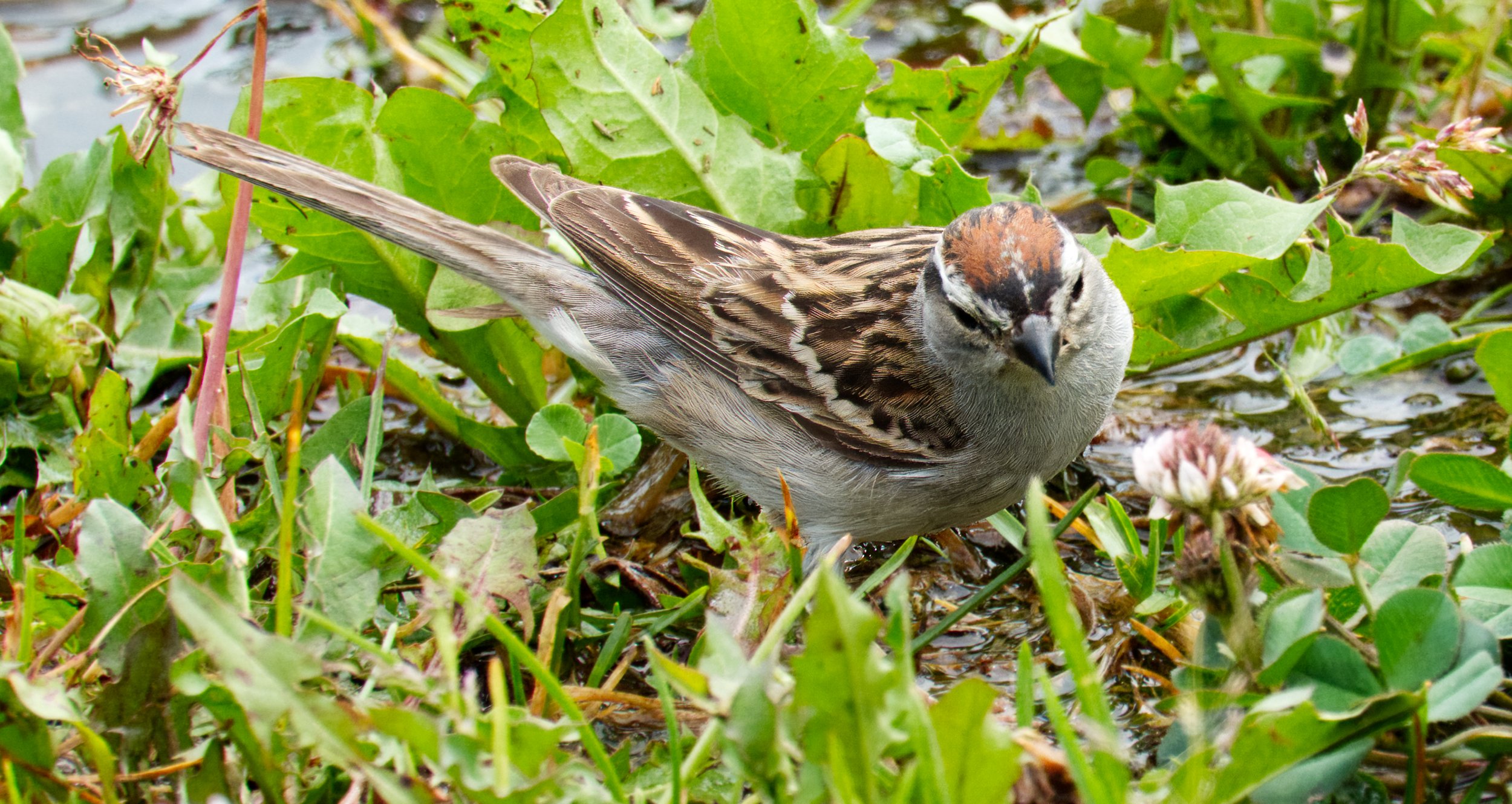 Chipping Sparrow