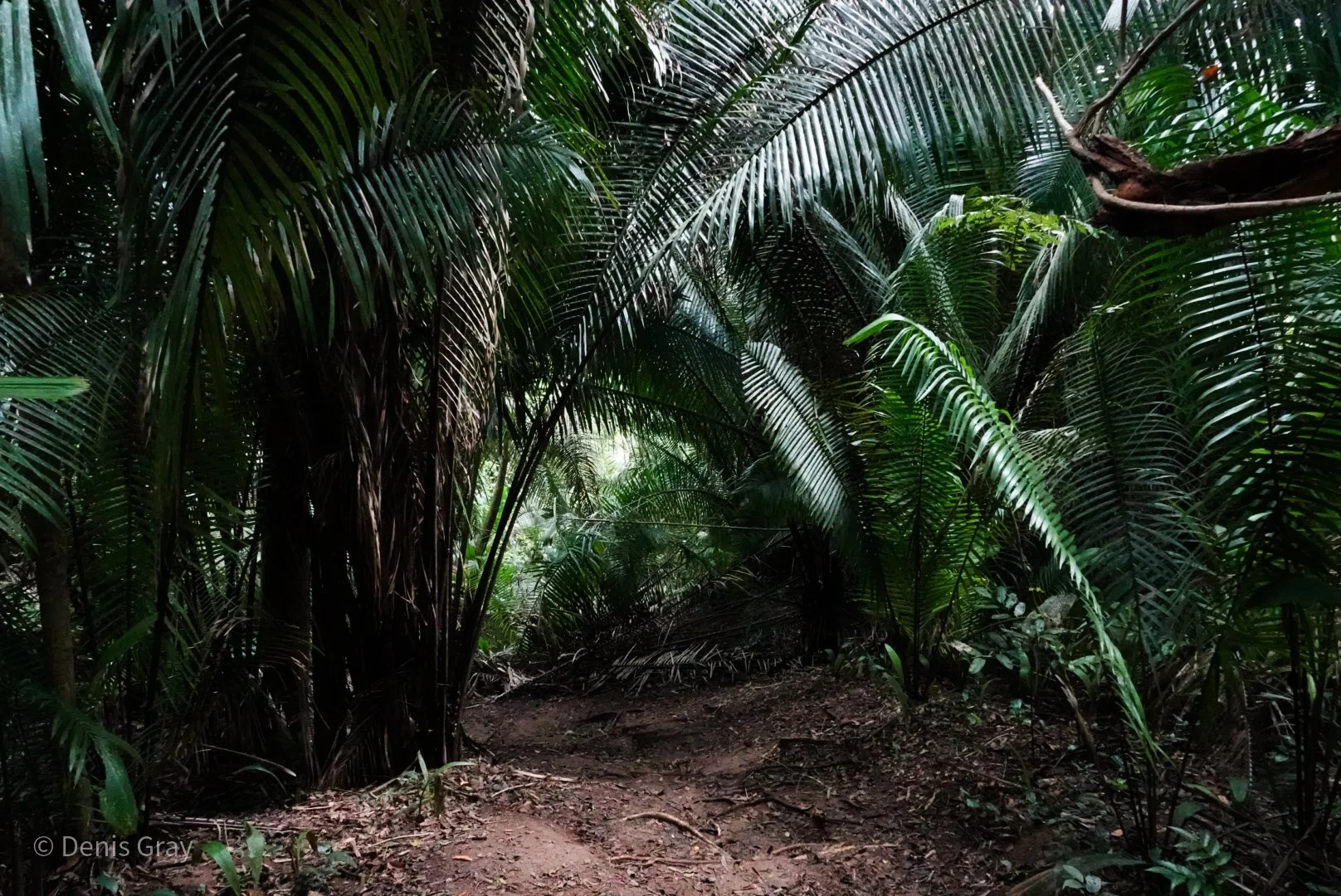 The Jungle !