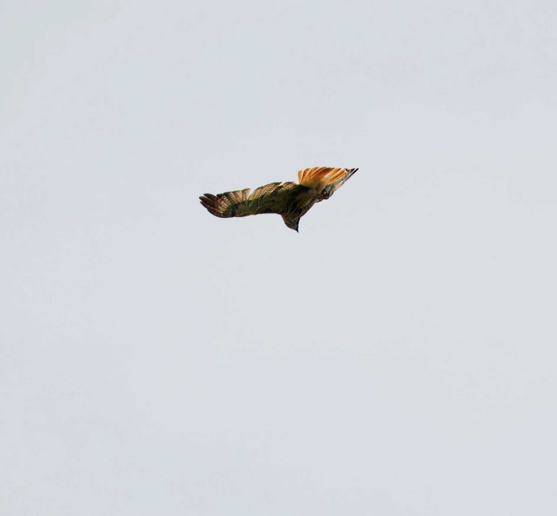 Red-tailed Hawk