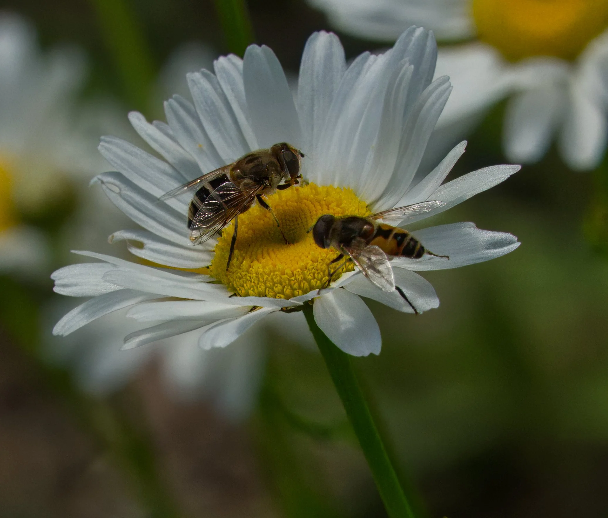 Hoverflies