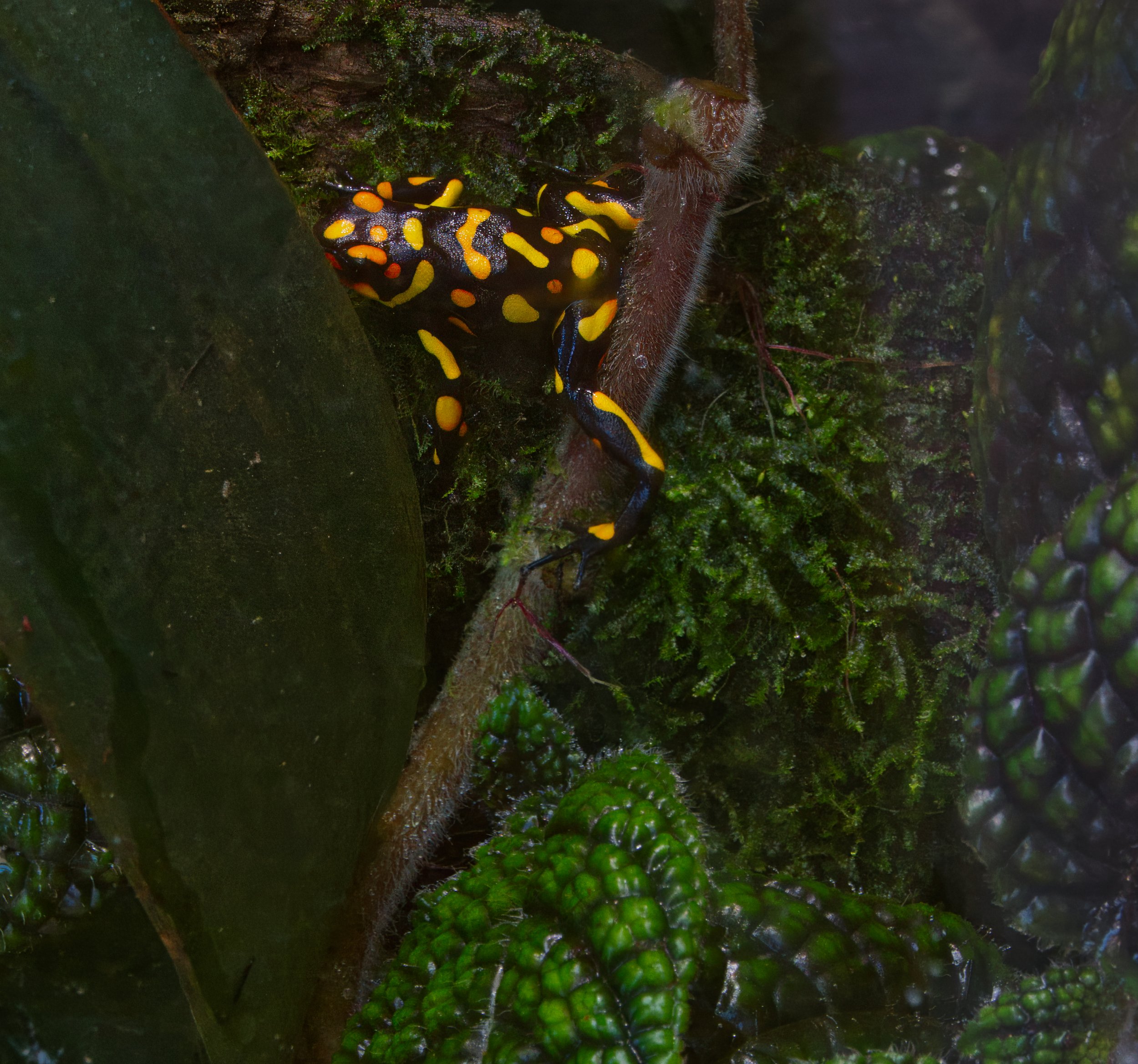 Harlequin Poison Frog, Atlanta Botanic Garden, Atlanta, Georgia