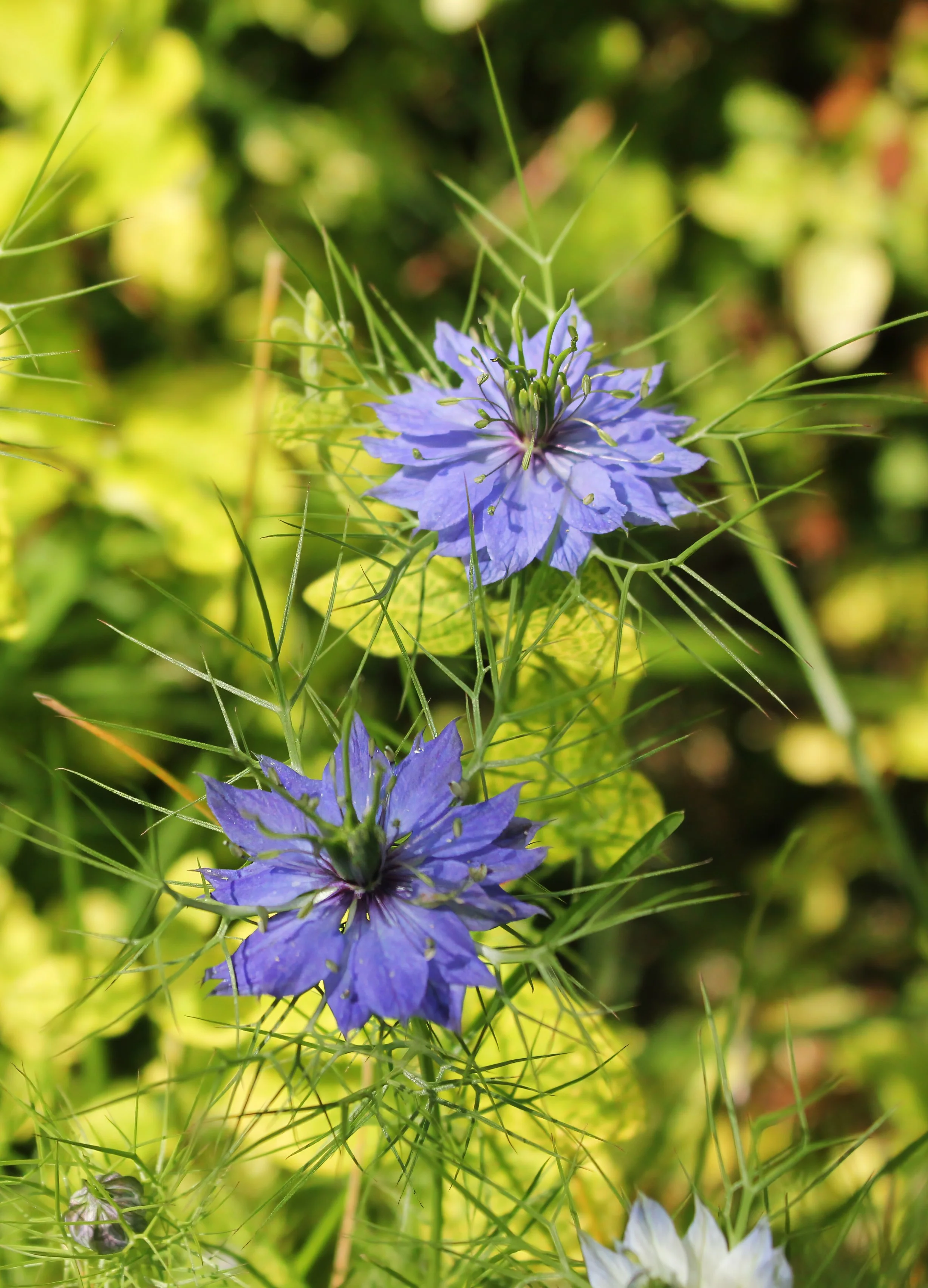 Nigella damascena (the weirdly named Love-in-a-mist)
