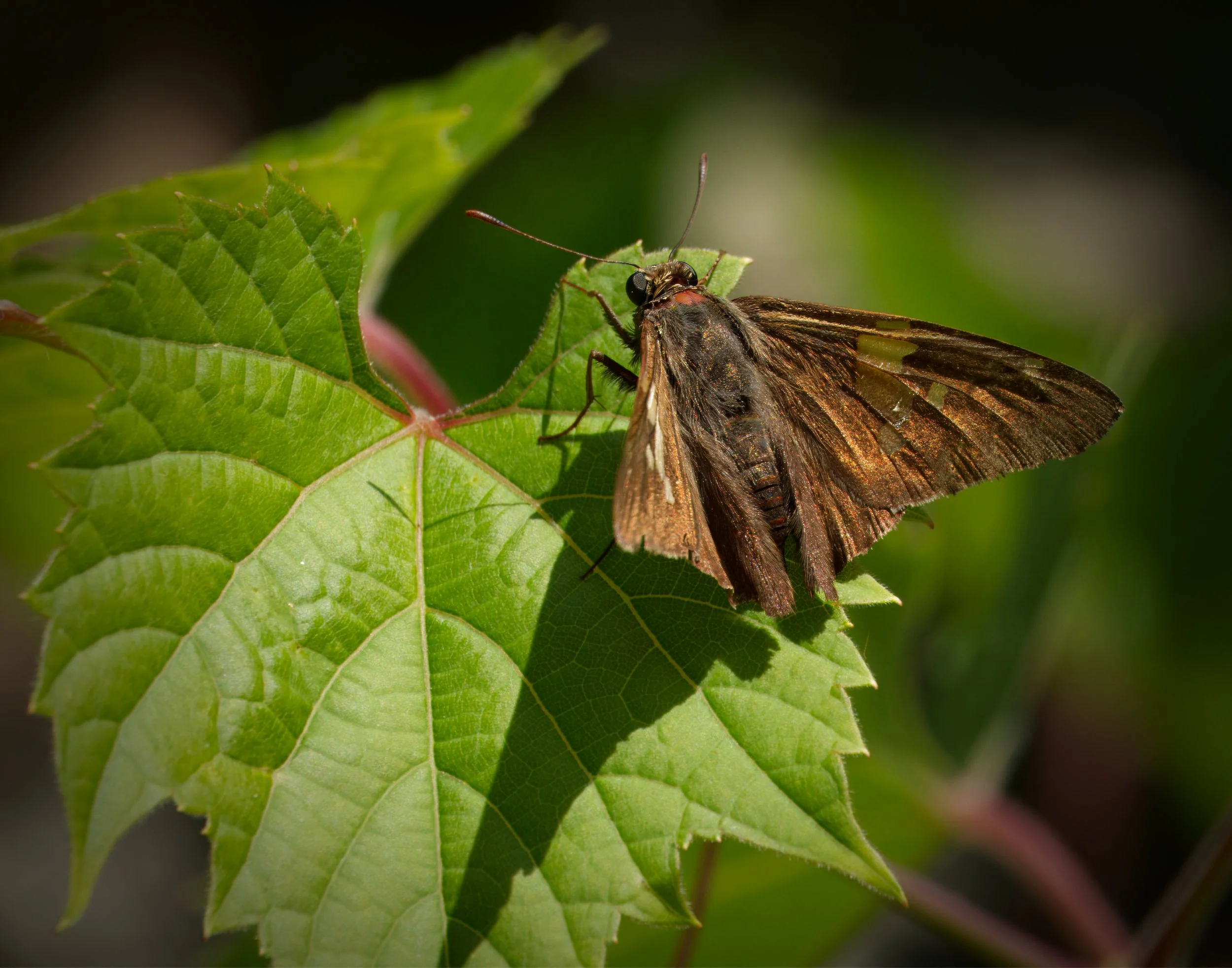 Silver-spotted Skipper Butterfly