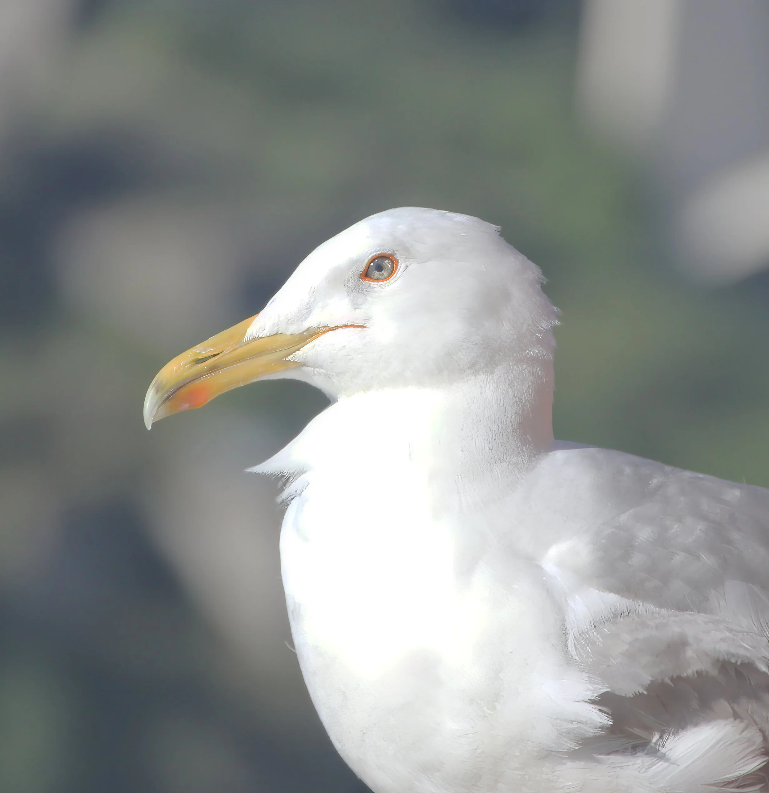Porto Gull (Herring Gull), Porto, Portugal