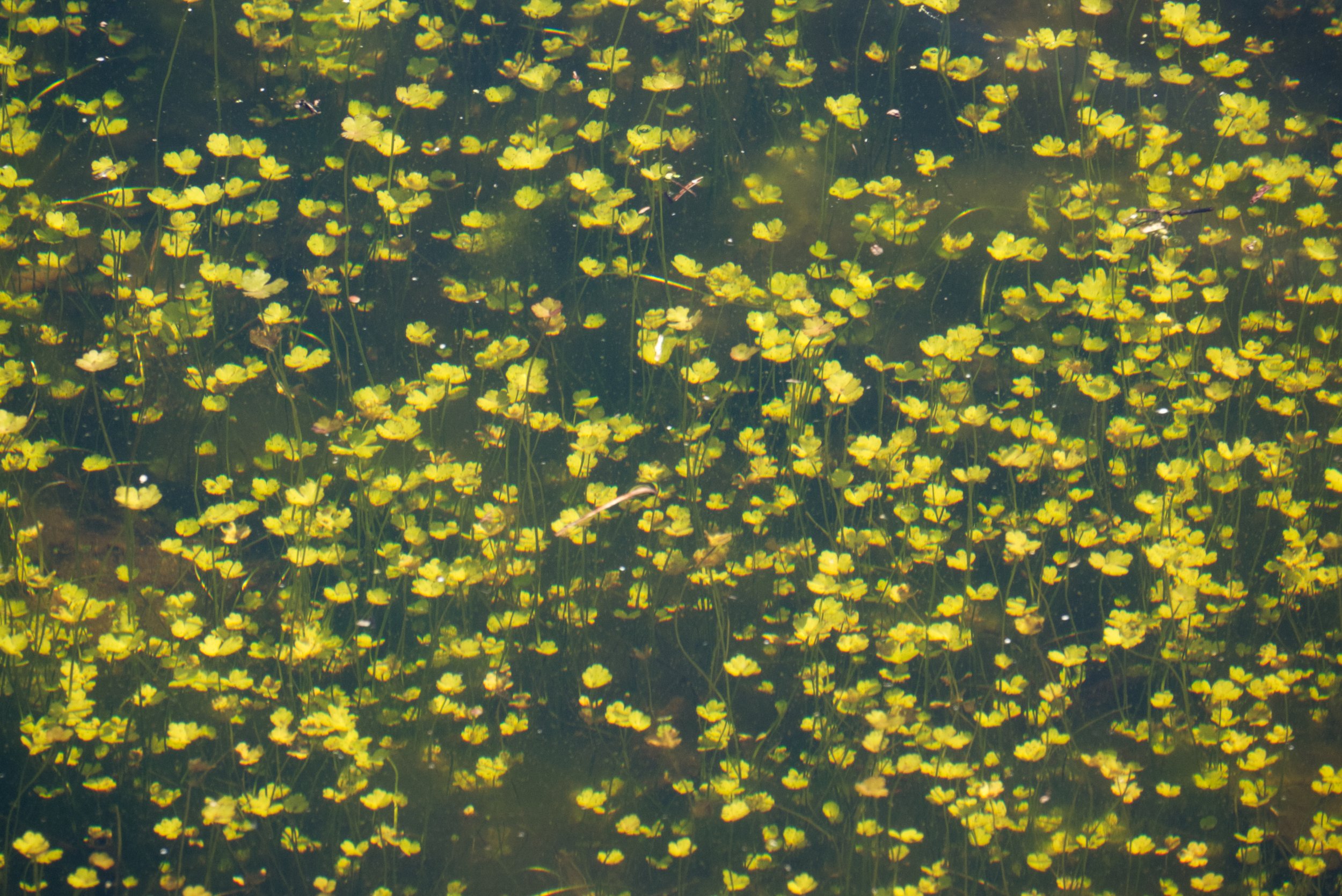 Yellow Floating Heart, Tommy Thompson Park, Toronto