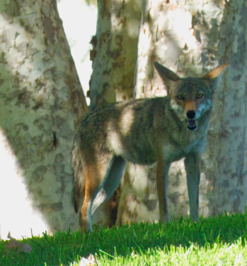 The Rose Hills Cemetery Coyote, Los Angeles, Ca