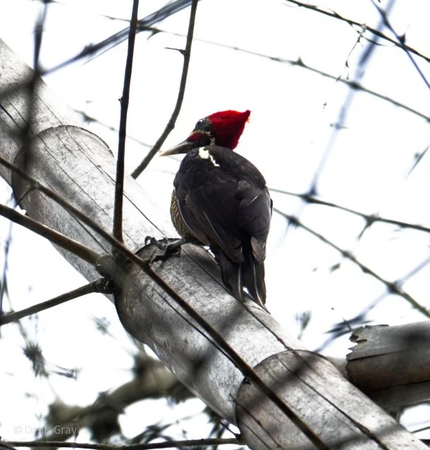 Lineated Woodpecker, Belize Botanic Garden, Western Belize