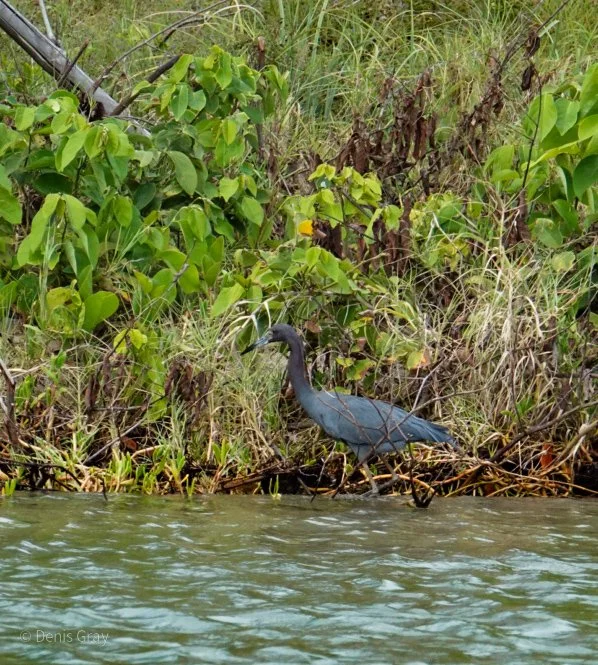 Little Blue Heron, Hopkins, Belize