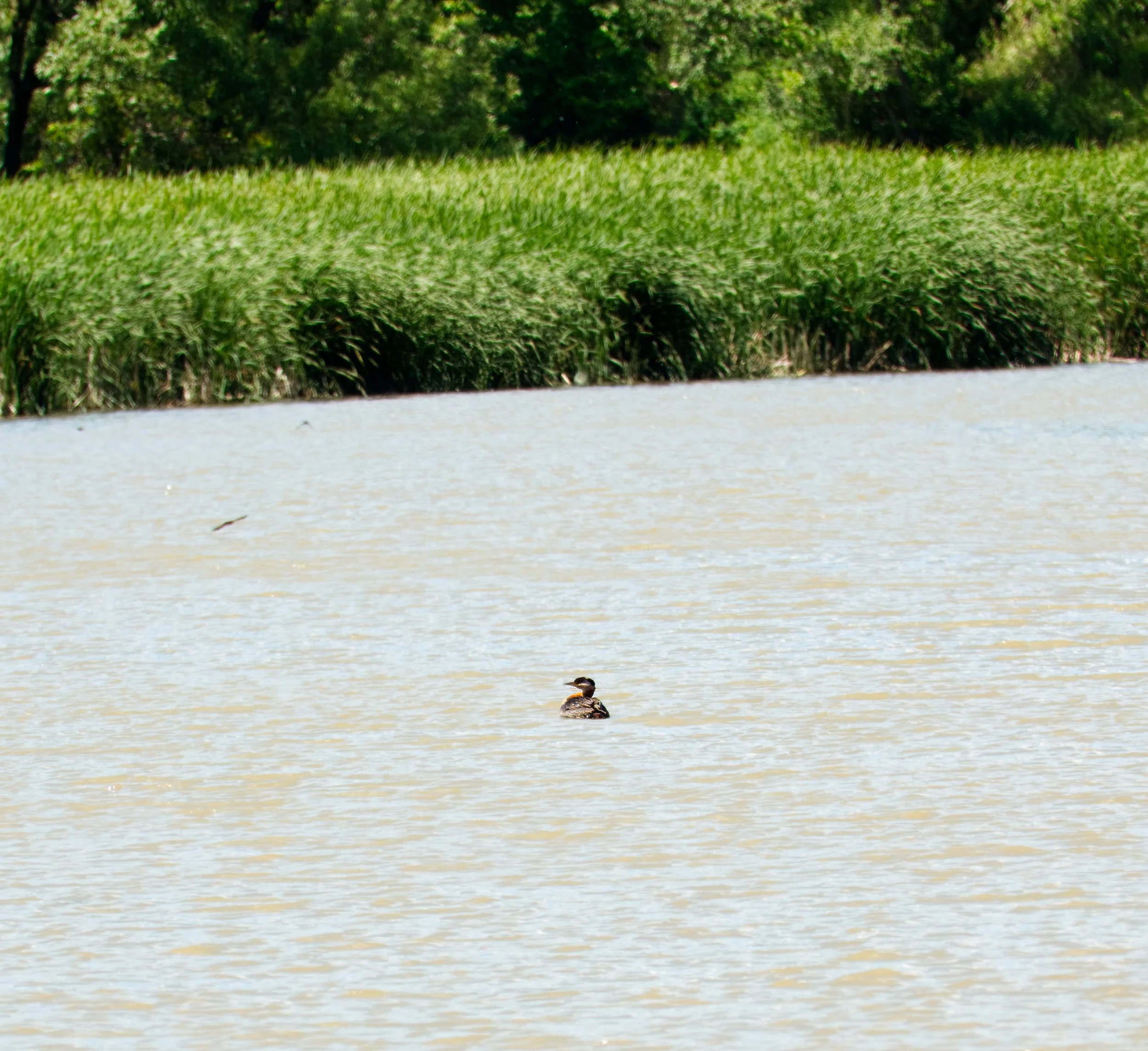 Red-breasted Grebe on the Humber River, Toronto