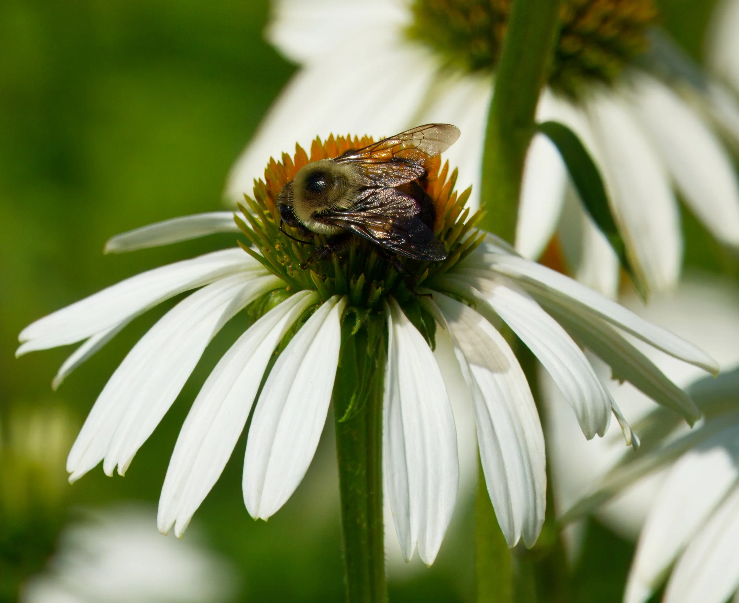 Common Eastern Bumblebee