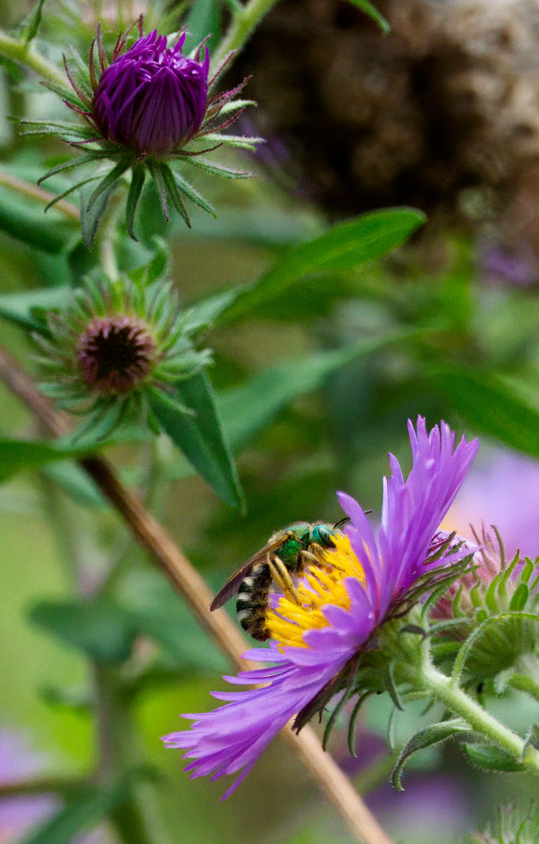 Metallic Green Sweat Bee