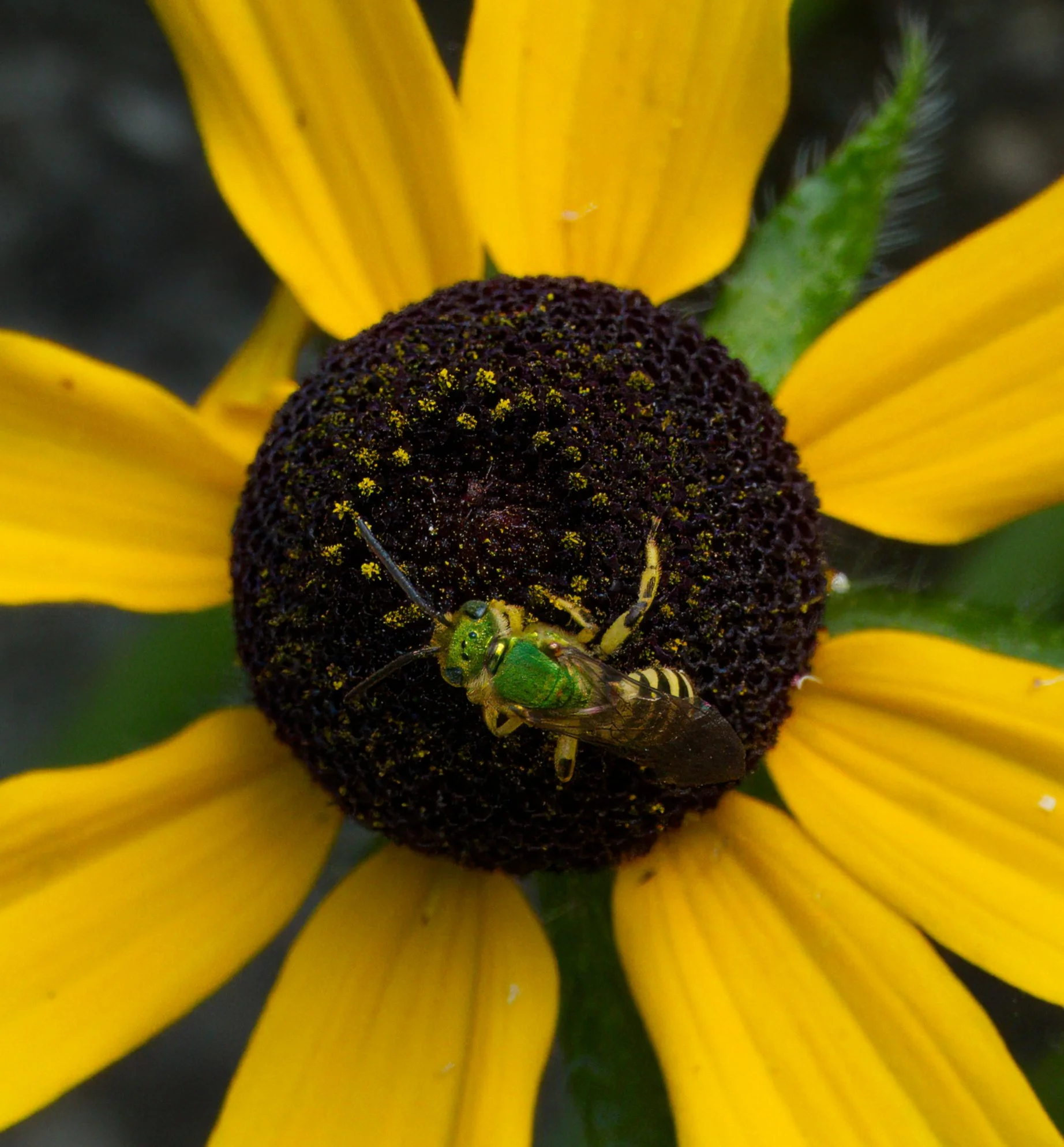 Metallic Green Sweat Bee