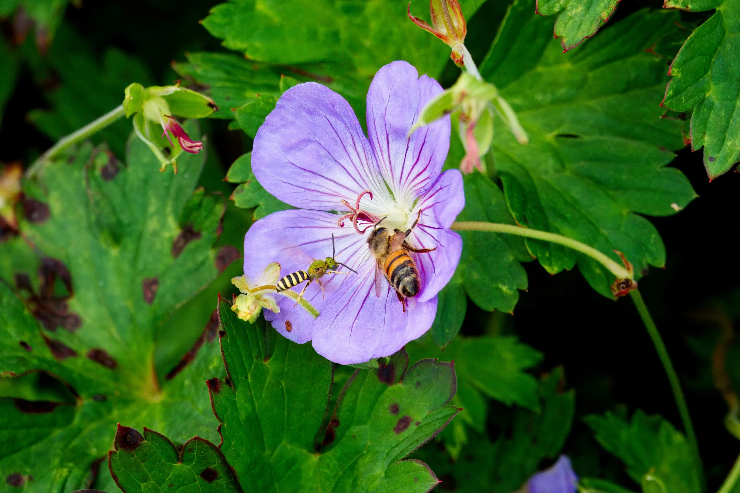 Cranesbill hosting a Honey Bee (Apis mellifera) with a Metallic Sweat Bee